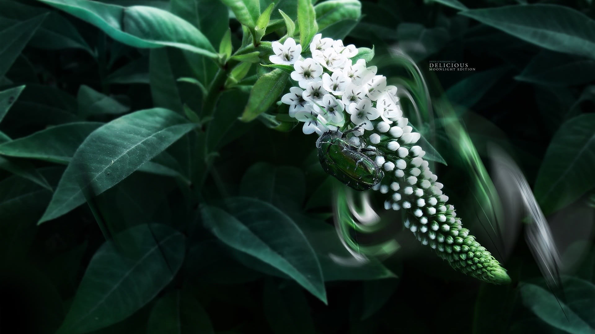 growth, no people, outdoors, photography, plant, flowering plant, flower, white flowers, 1080P, beetles, macro, beauty in nature, leaves, bunch of flowers, HD Wallpaper