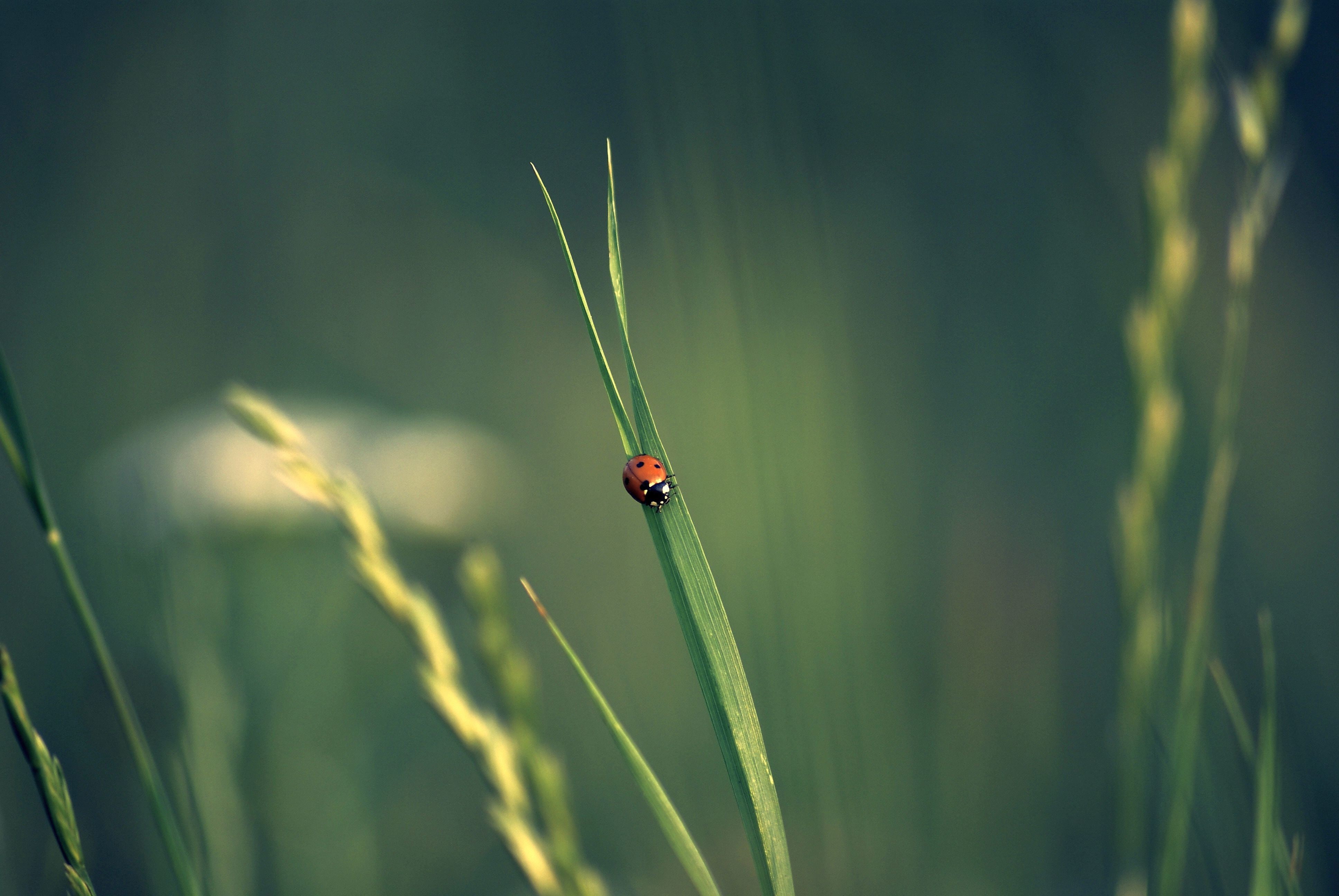 animals in the wild, animal, animal themes, day, beetle, 4K, plant, green color, growth, animal wildlife, one animal, focus on foreground, nature, blade of grass, HD Wallpaper