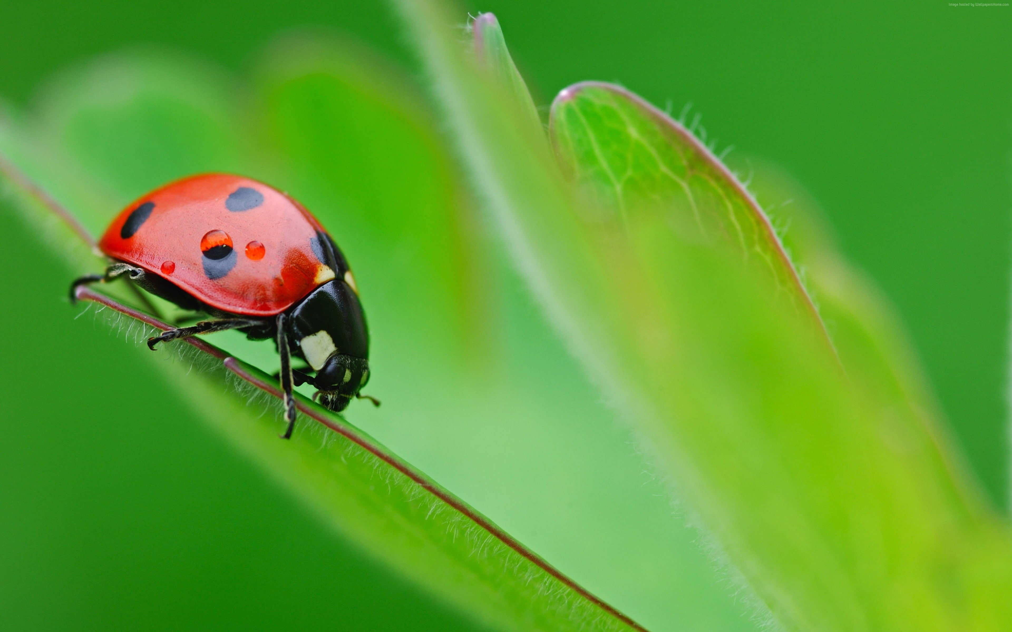 4k, ladybug, 4K, HD Wallpaper