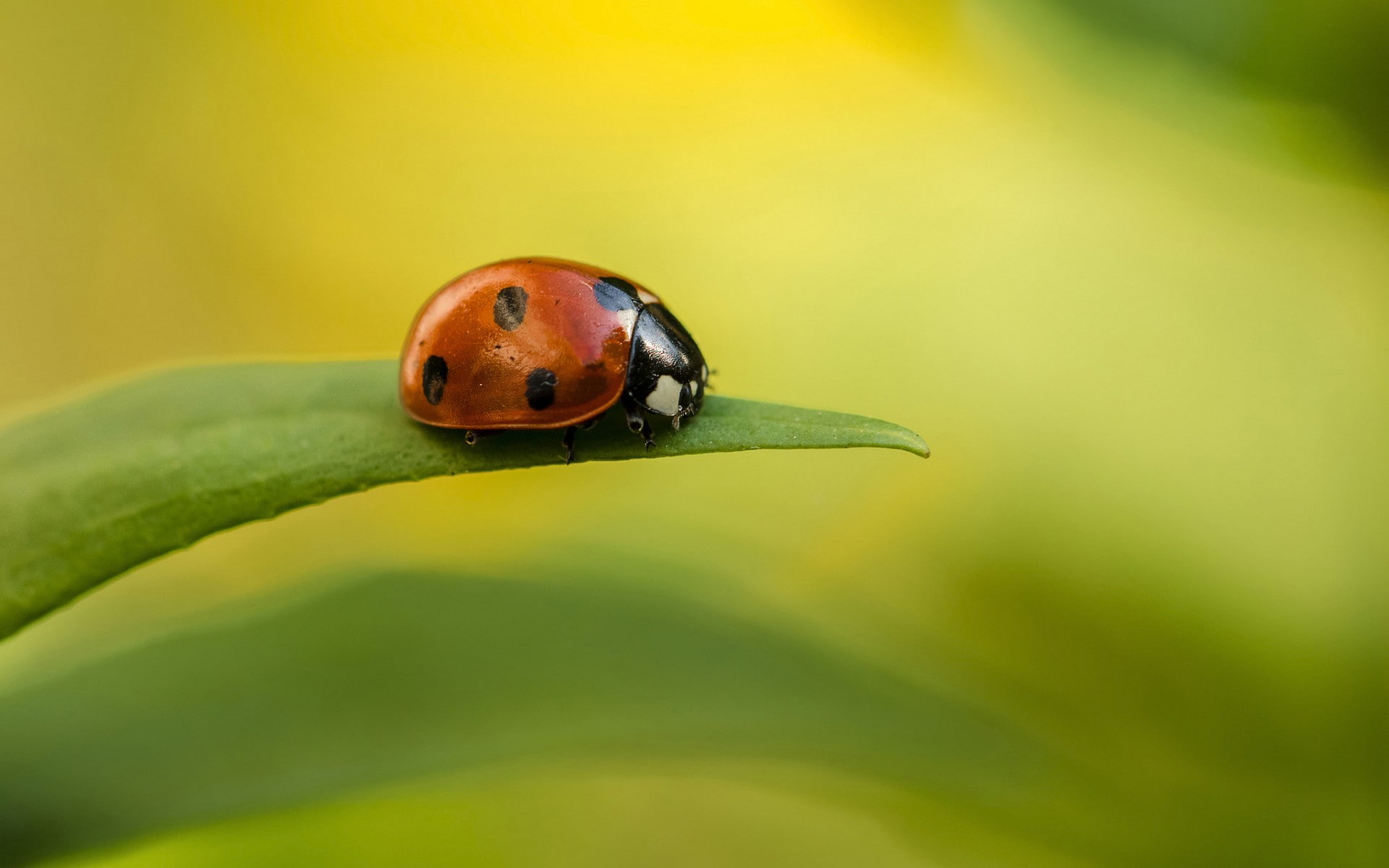 close-up, animal, ladybug, nature, insect, invertebrate, day, outdoors, orange color, one animal, animals in the wild, leaf, no people, selective focus, HD Wallpaper