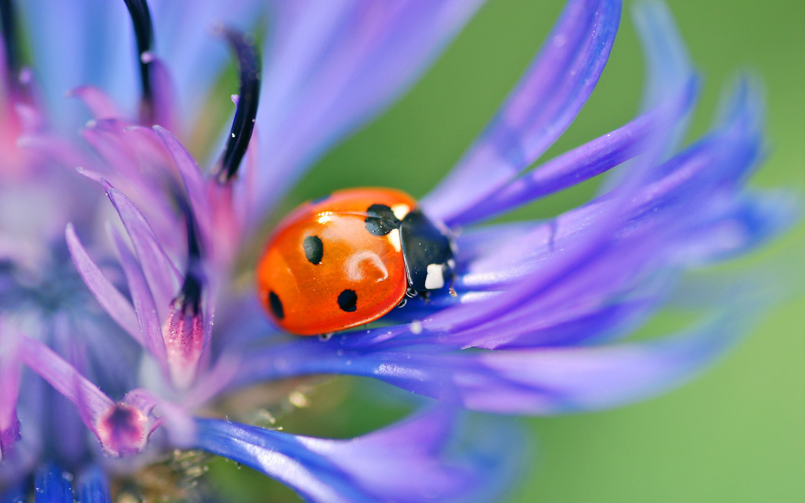 Macro, Purple, 2K, Ladybug, photography, Petals, HD Wallpaper