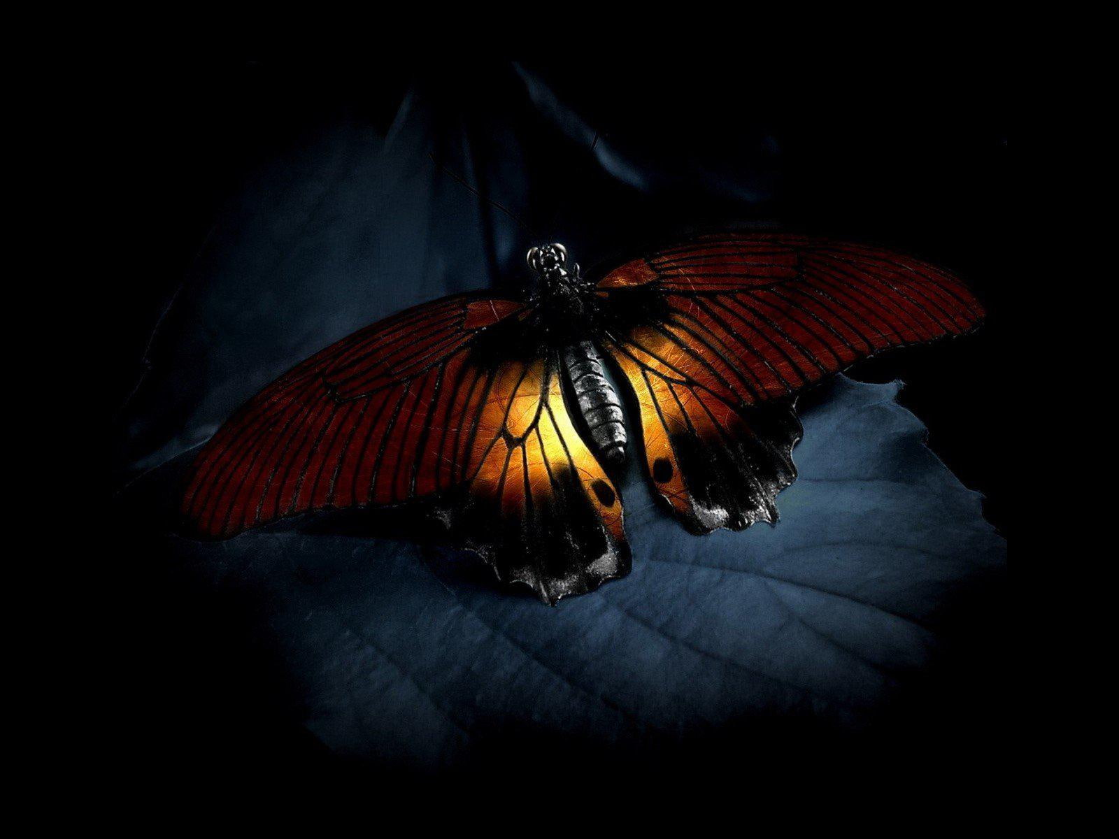 picture, insects, gallery, 720P, butterflies, HD Wallpaper