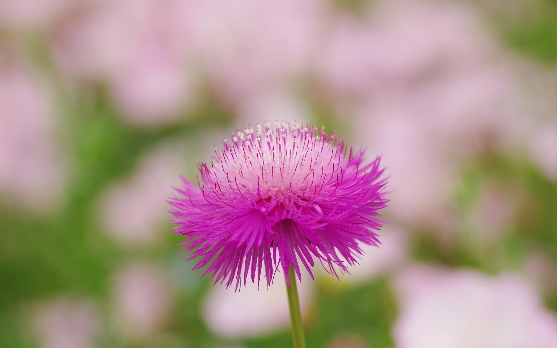 flower, picture, gallery, garden, white, pink, nature, flowers, wild, dandelion, 1080P, HD Wallpaper