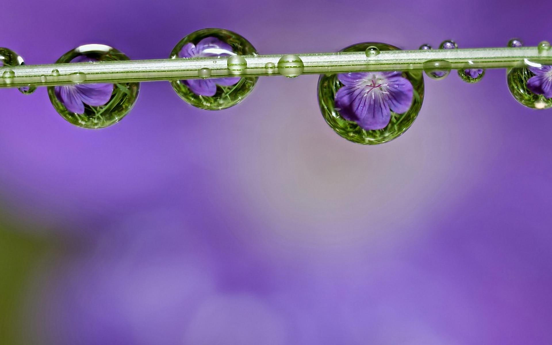 drops, flower, picture, flowers, 1080P, gallery, HD Wallpaper