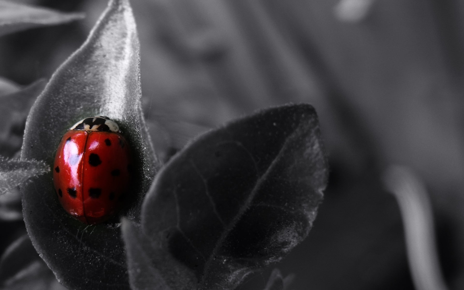 ladybugs, insect, 1080P, nature, selective coloring, animals, HD Wallpaper