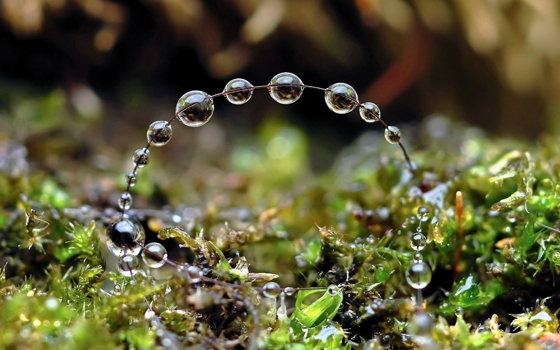 agua, plantas, 1080P, gotas, cadena, HD Wallpaper