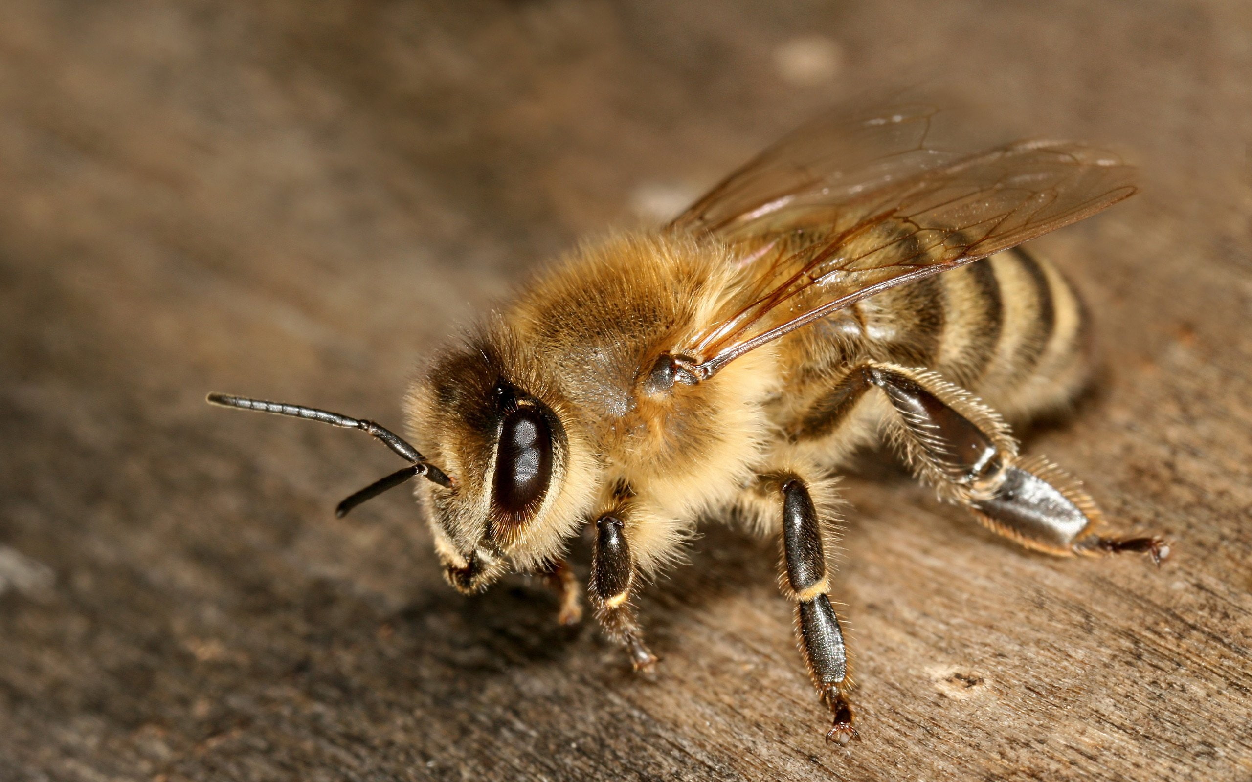 insecto, abeja, 2K, naturaleza, HD Wallpaper