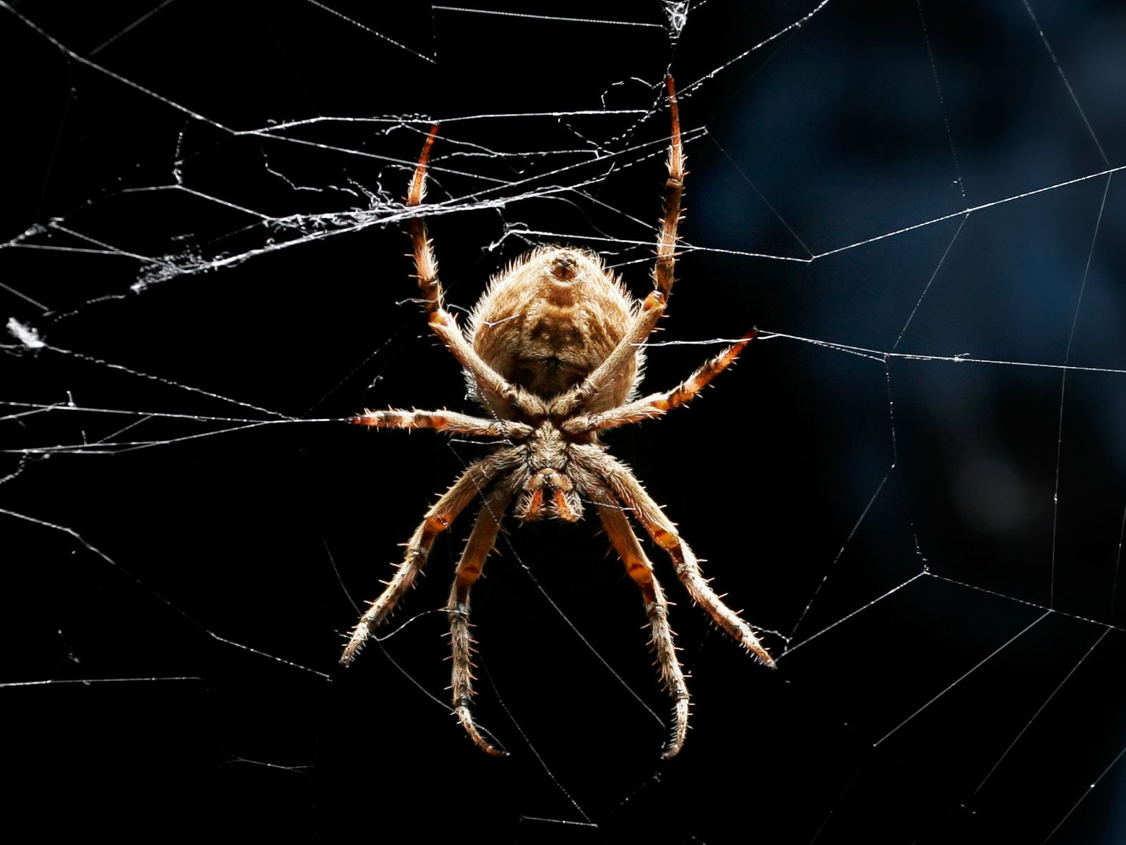 tela, 720P, animales, insecto, HD Wallpaper