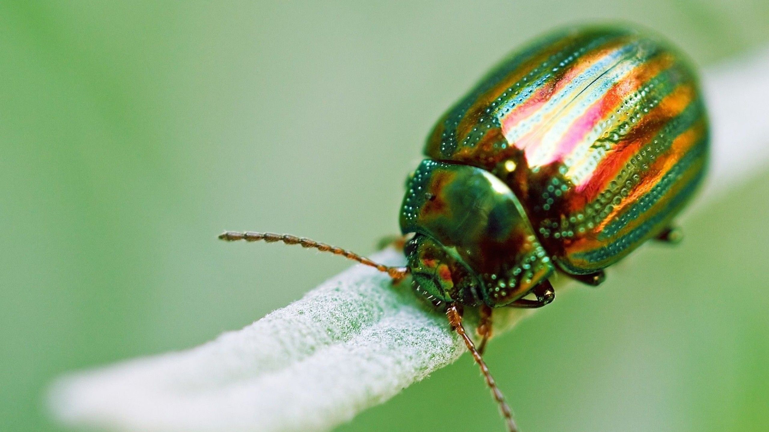 selective focus, colores, insect, animales, animal themes, animals in the wild, animal eye, green color, close-up, one animal, insecto, invertebrate, plant, HD Wallpaper