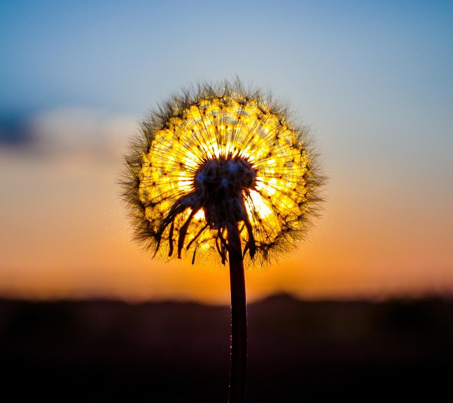 720P, flowers, sunset, dandelion, HD Wallpaper