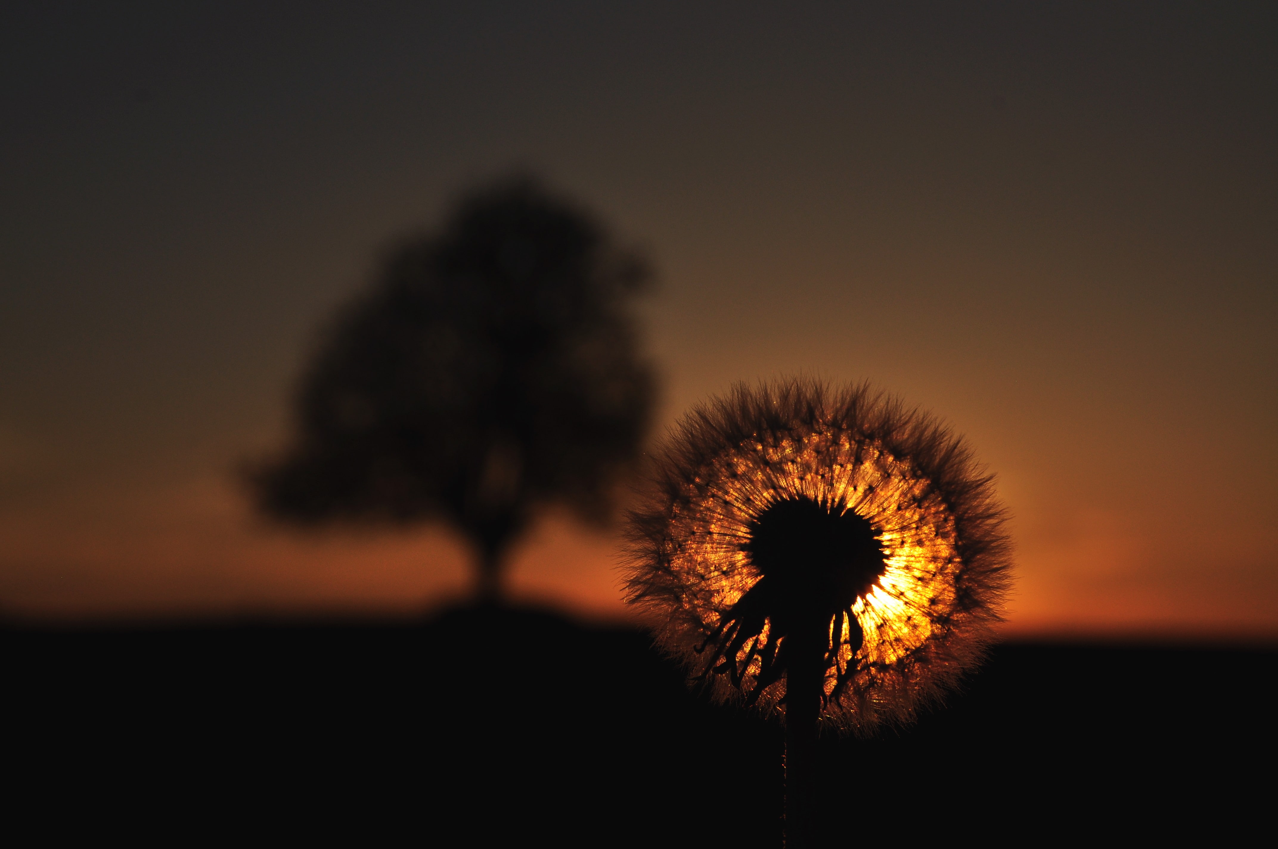 nature, sunset, dandelion, 4K, HD Wallpaper