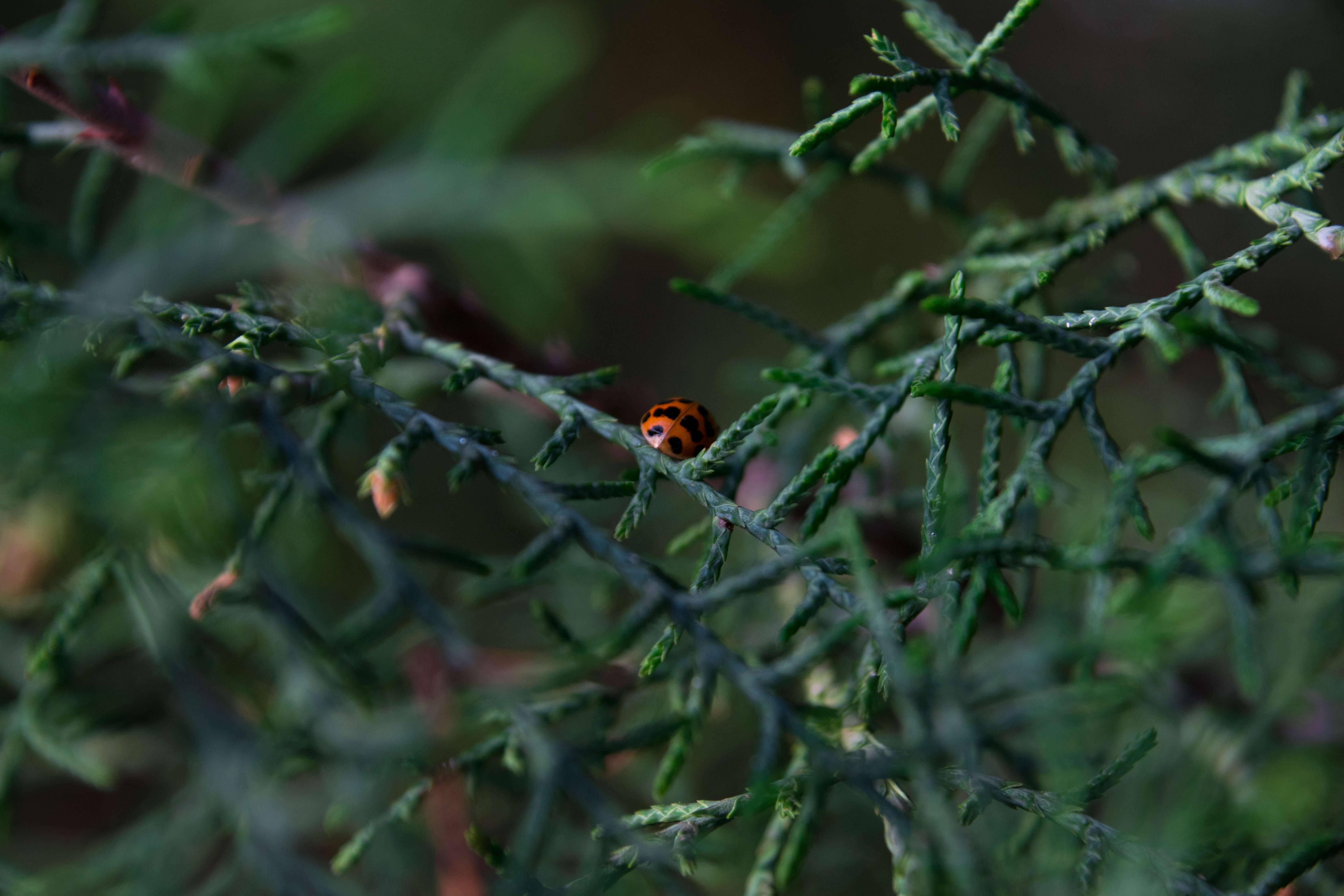 ladybug, selective focus, close-up, plant, outdoors, plants, one animal, no people, day, animal wildlife, ladybugs, nature, animal themes, animals in the wild, HD Wallpaper