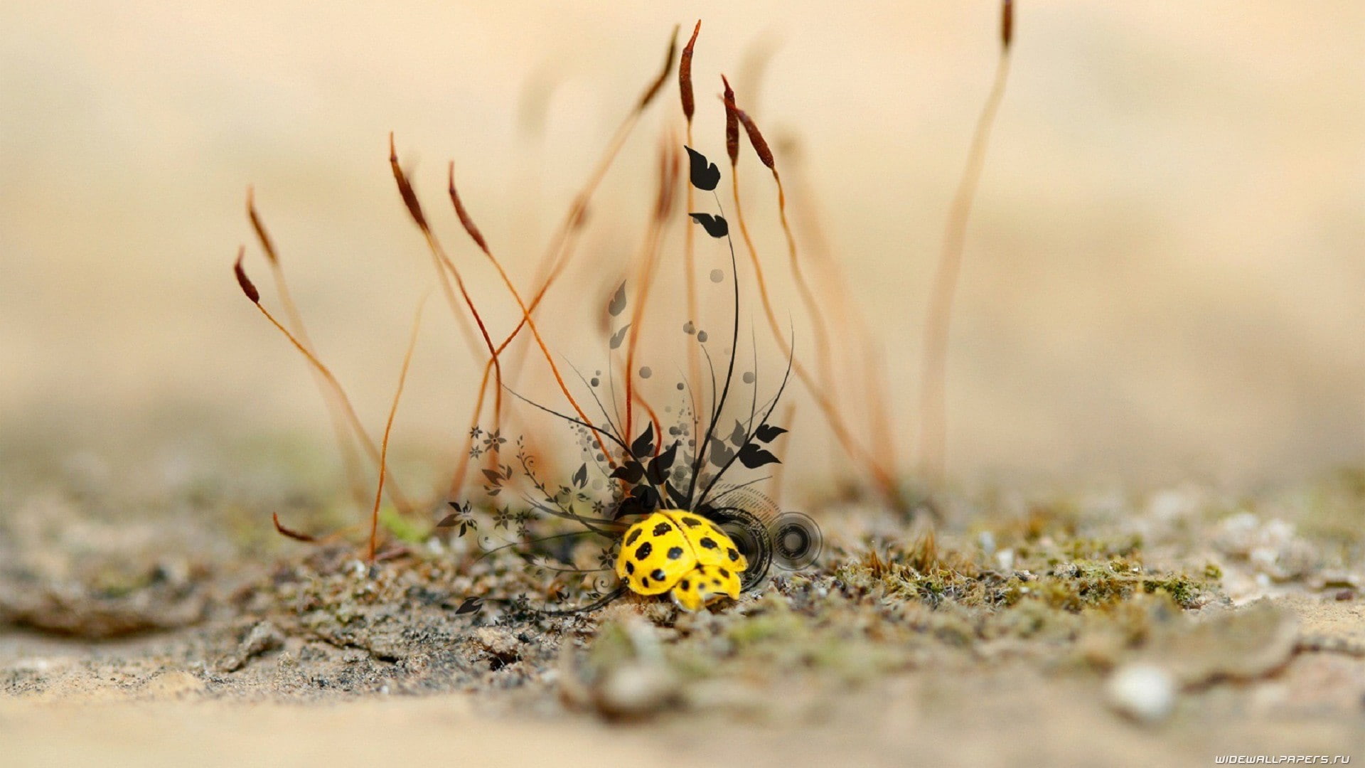 animal wildlife, focus on foreground, surface level, butterfly - insect, ladybugs, selective focus, animals in the wild, nature, animal themes, land, close-up, HD Wallpaper