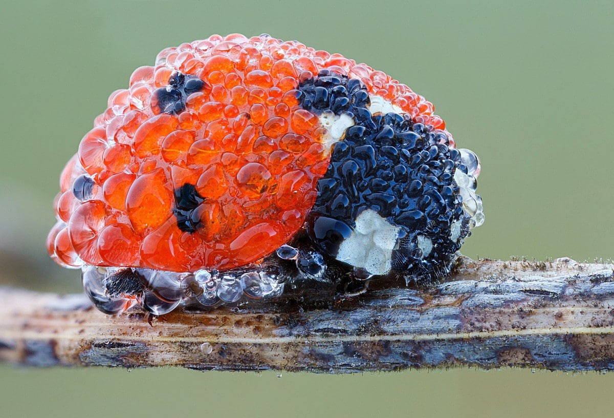 wood - material, temptation, berry fruit, healthy eating, wellbeing, pattern, focus on foreground, plant, outdoors, nature, freshness, food, growth, animal wildlife, HD Wallpaper