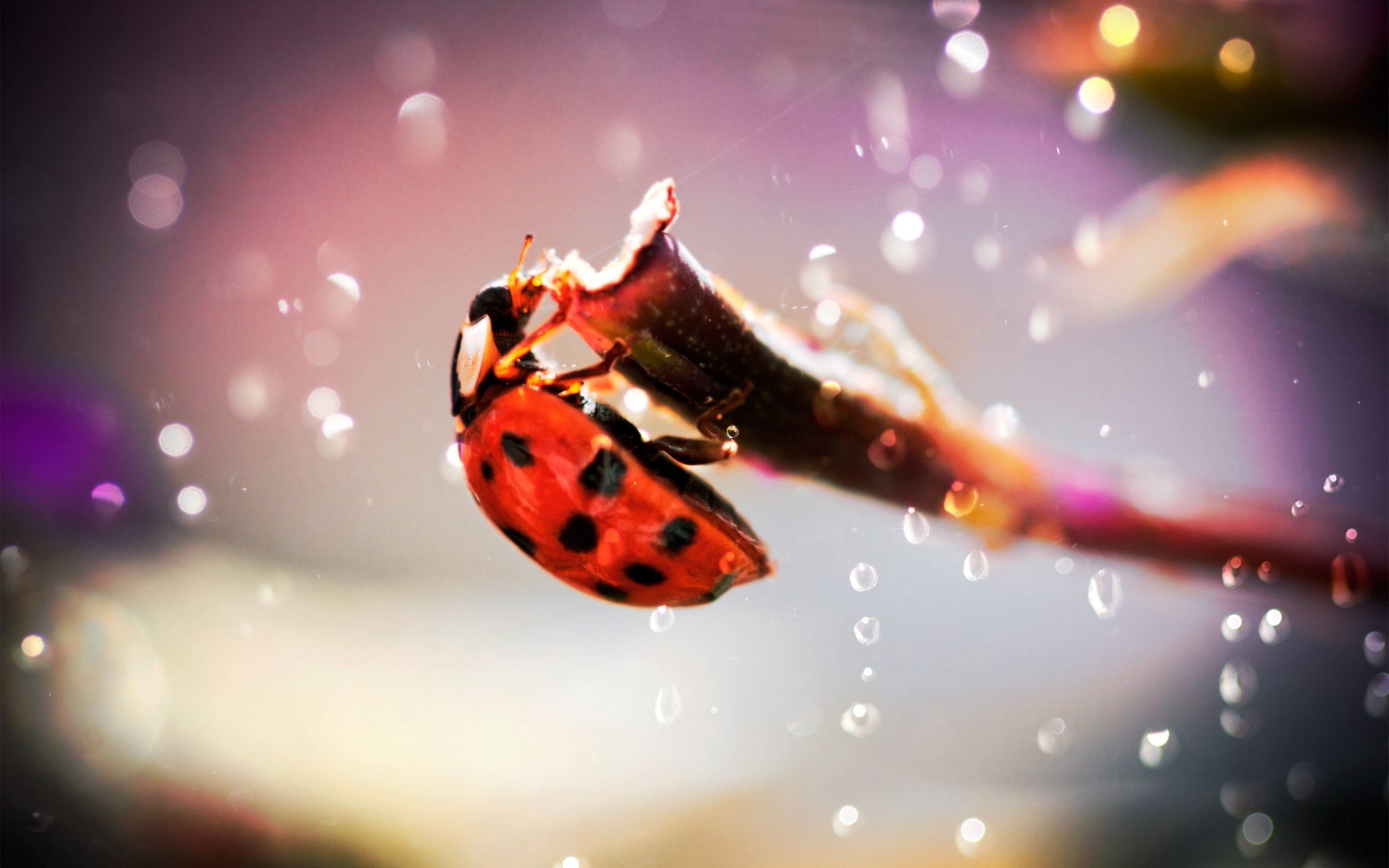 2K, ladybugs, macro, HD Wallpaper