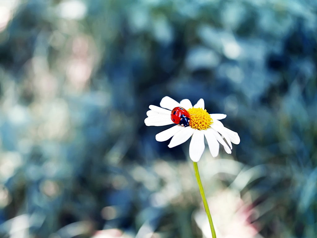 flowers, ladybugs, 480P, insect, grass, HD Wallpaper
