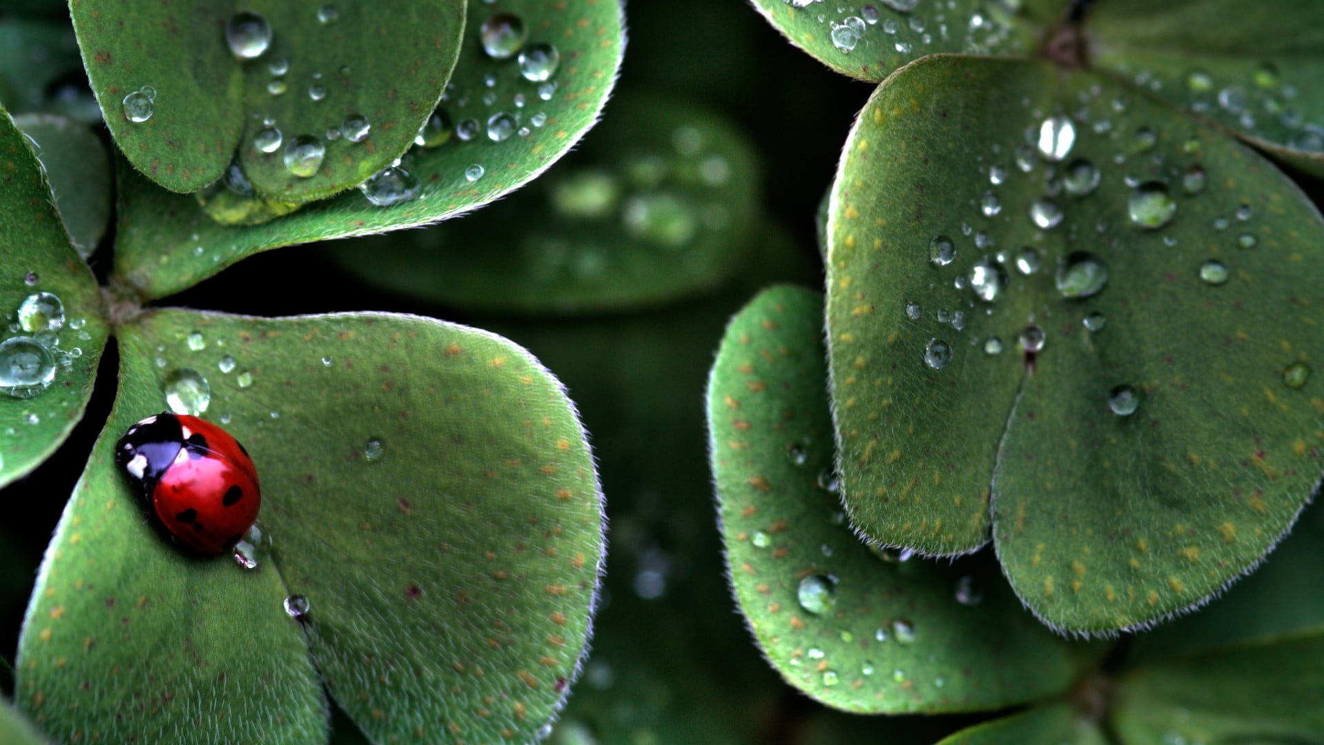 ladybug, plant, leaf, rain, plant part, droplet, green color, wellbeing, water, food, freshness, 1080P, waters, growth, no people, raindrop, fruit, day, HD Wallpaper