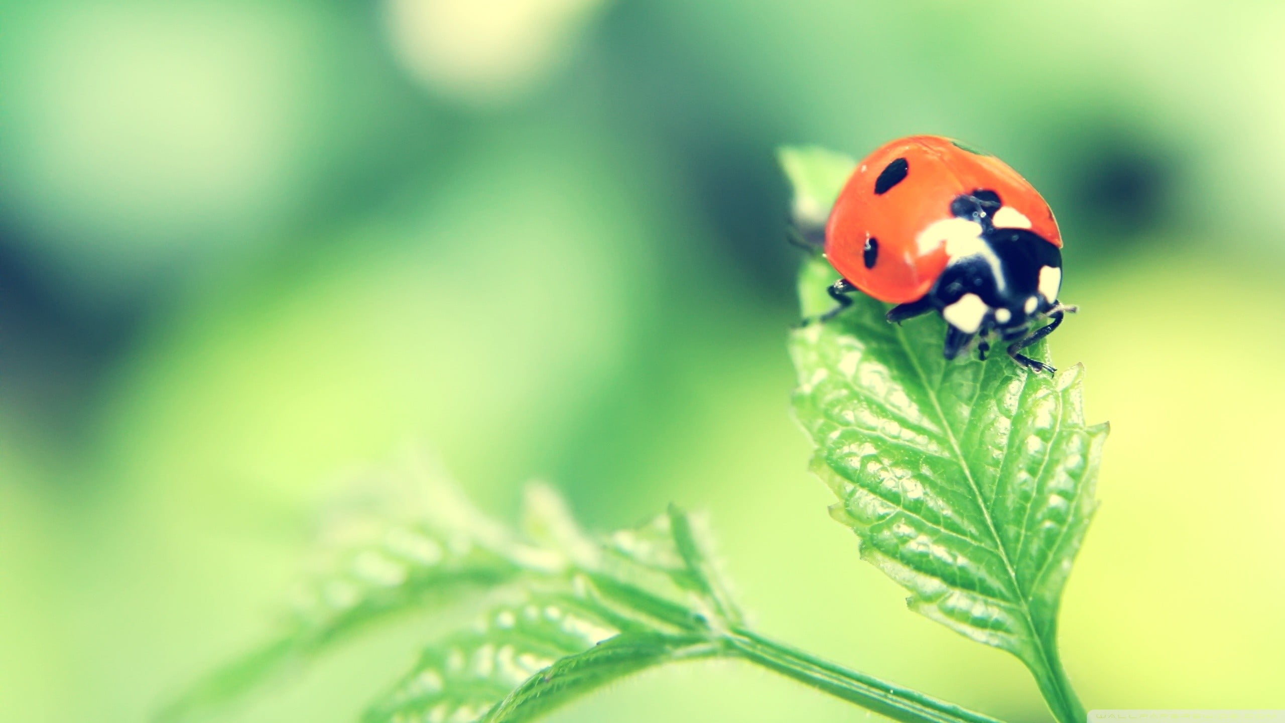 close-up, red, orange color, animals in the wild, small, no people, focus on foreground, outdoors, leaves, beauty in nature, green color, ladybug, beetle, HD Wallpaper