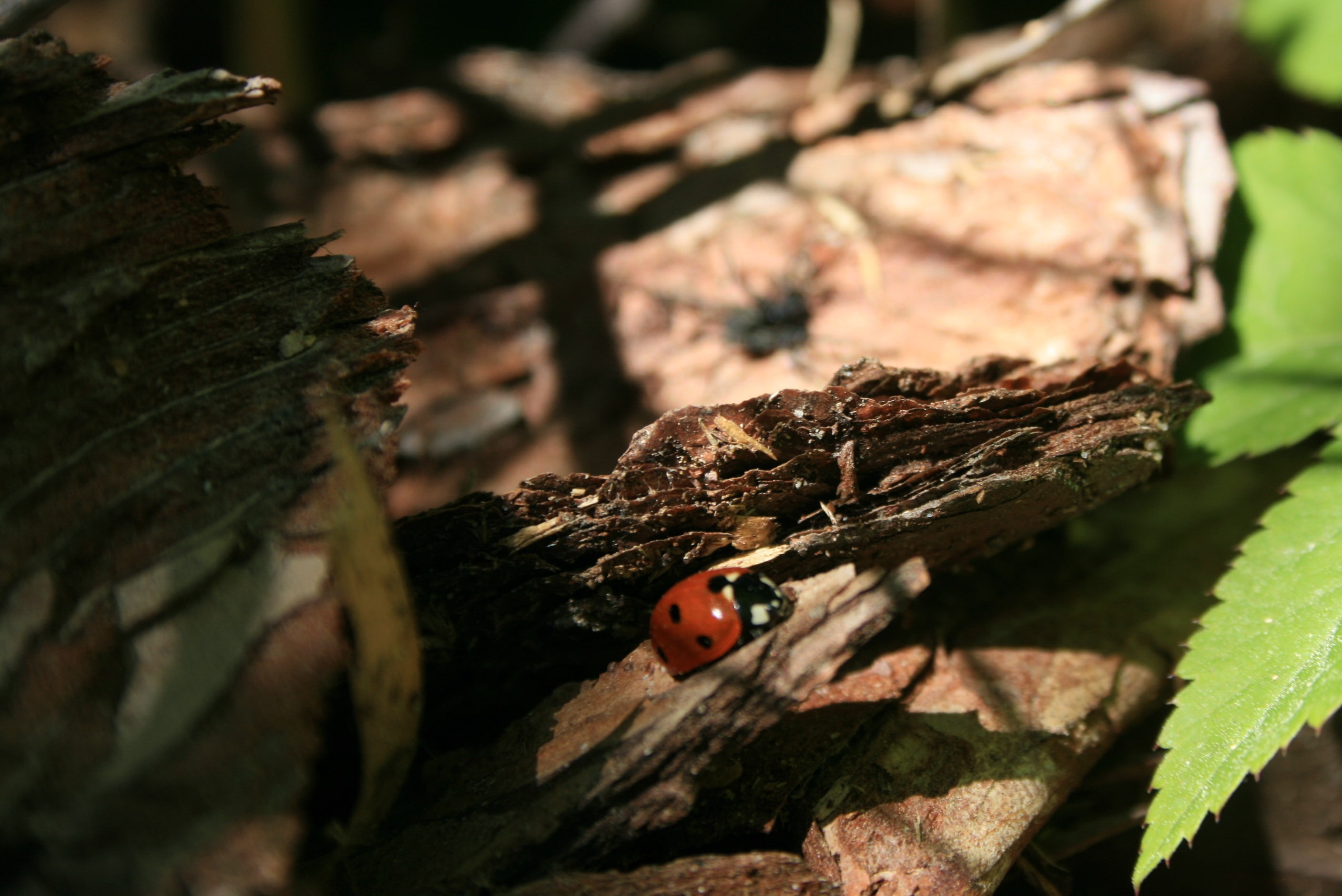 ladybugs, plant part, one animal, outdoors, animals in the wild, tree, 2K, animal, beetle, selective focus, focus on foreground, nature, ladybug, insect, HD Wallpaper