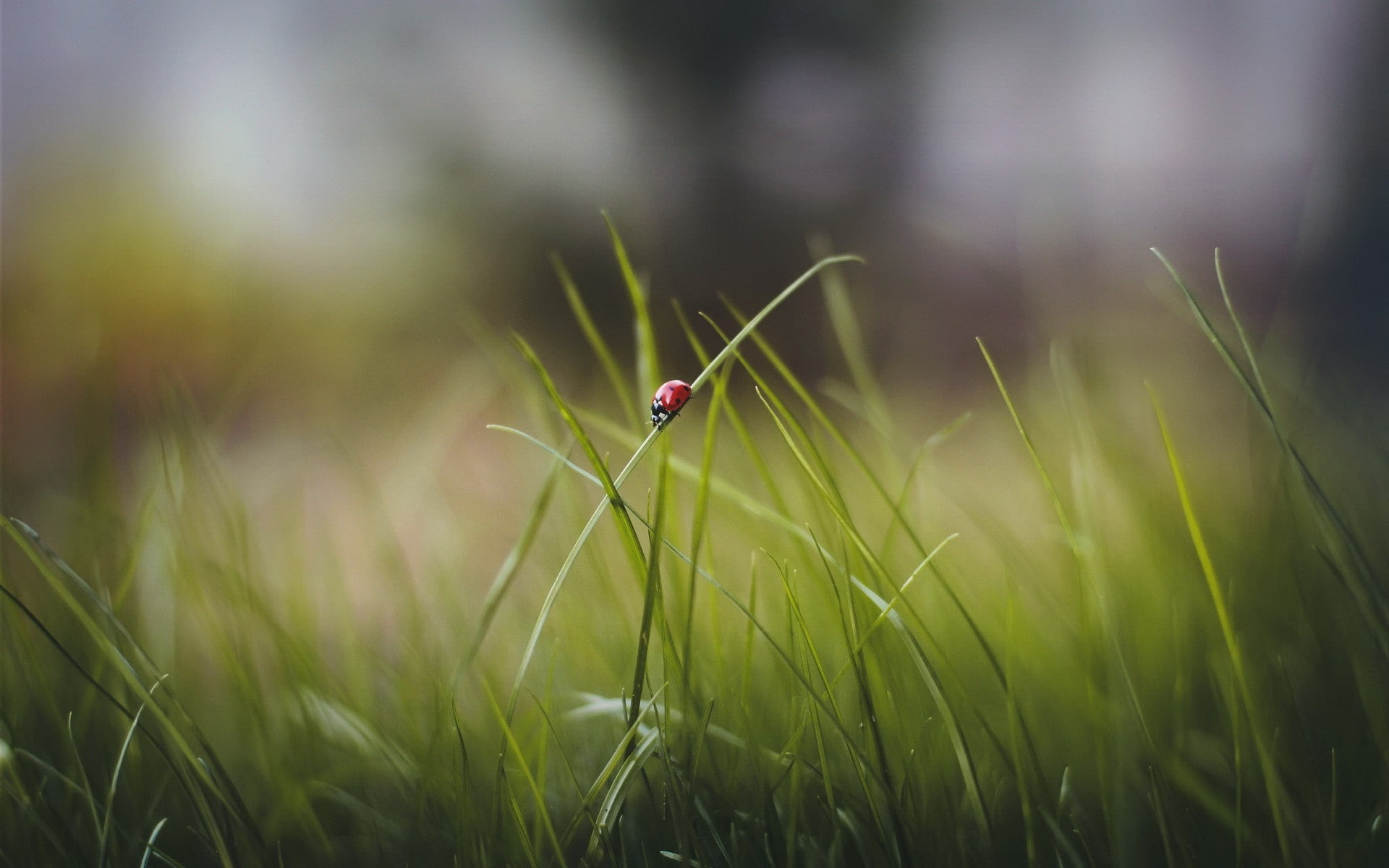 blade of grass, animals in the wild, day, macro, field, land, animal wildlife, outdoors, nature, ladybugs, green color, animal themes, no people, growth, HD Wallpaper