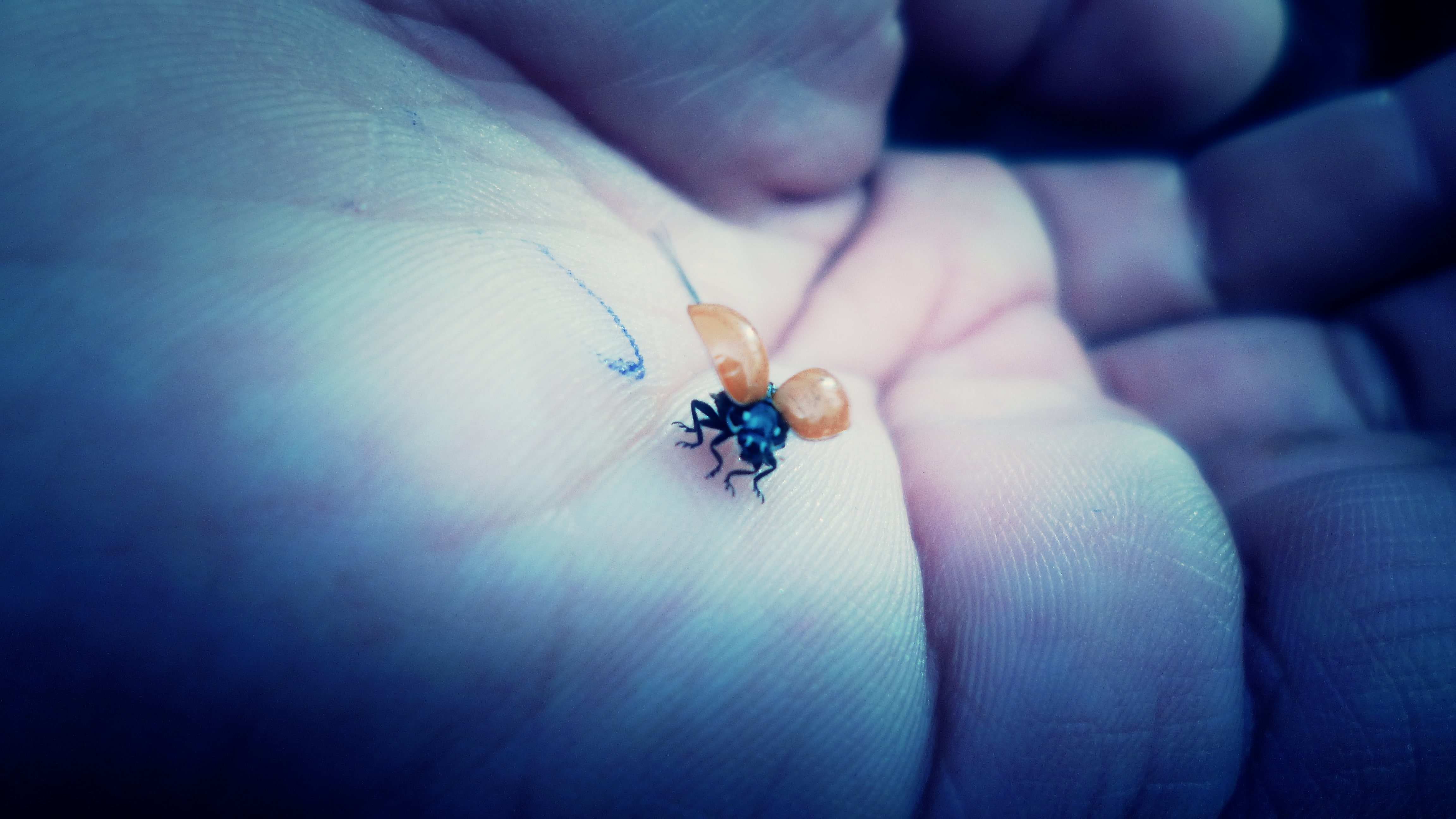 unrecognizable person, ladybugs, finger, human hand, 4K, closeup, invertebrate, holding, close-up, macro, hands, one animal, body part, one person, selective focus, HD Wallpaper
