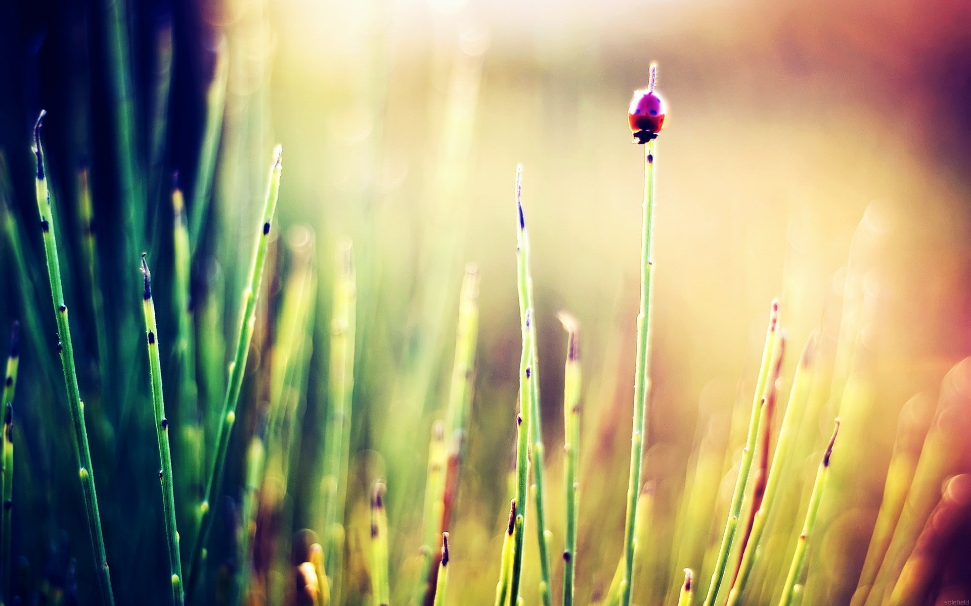plant, 1080P, outdoors, ladybugs, freshness, tranquility, vulnerability, grass, no people, green color, fragility, focus on foreground, day, land, flower, HD Wallpaper