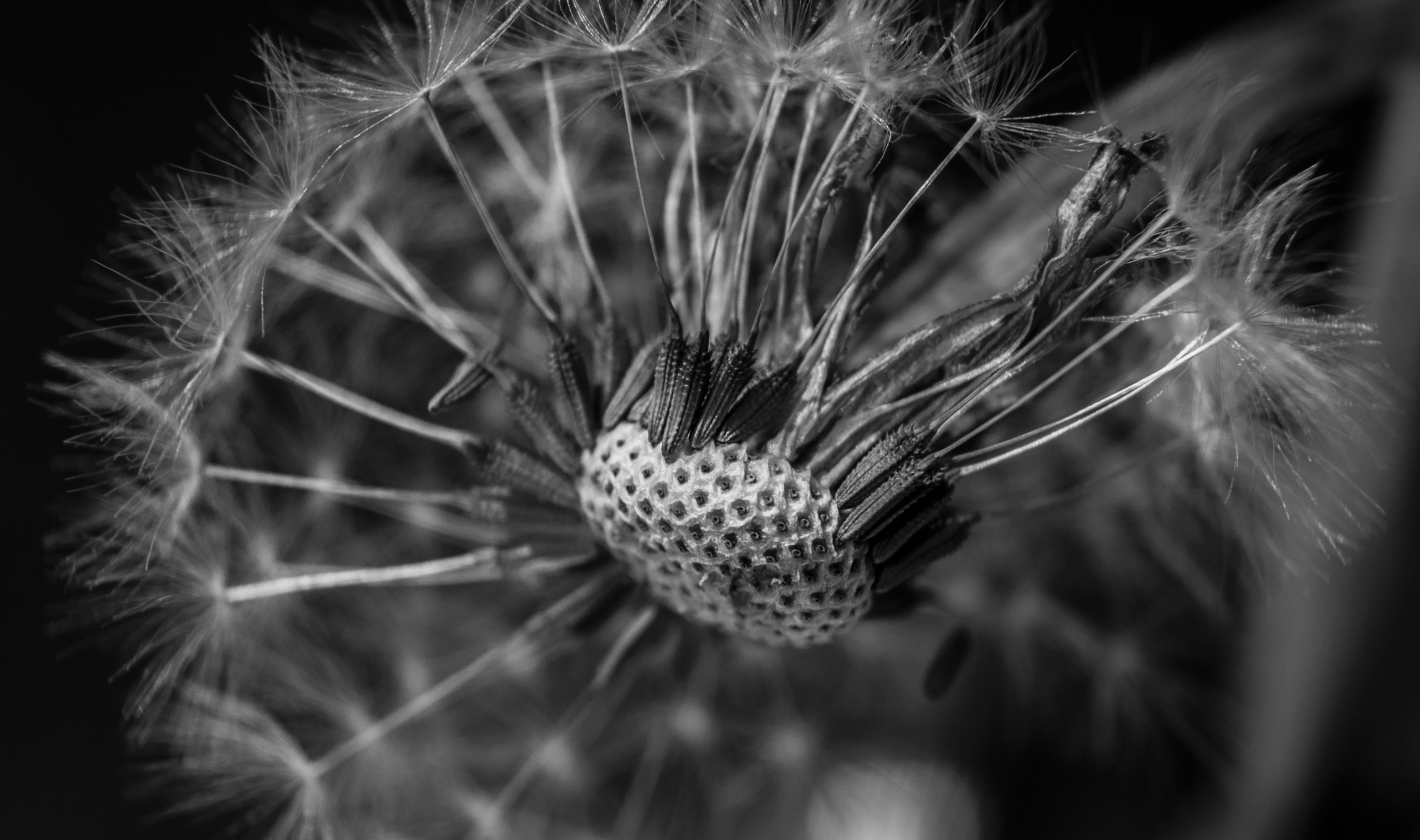 nature, Peace, Earth, seed, A58, Depth, Perspective, plant, Explored, Blown away, Dandelion, Relative, close-up, Detail, exposure, White, Explore, 5K, HD Wallpaper