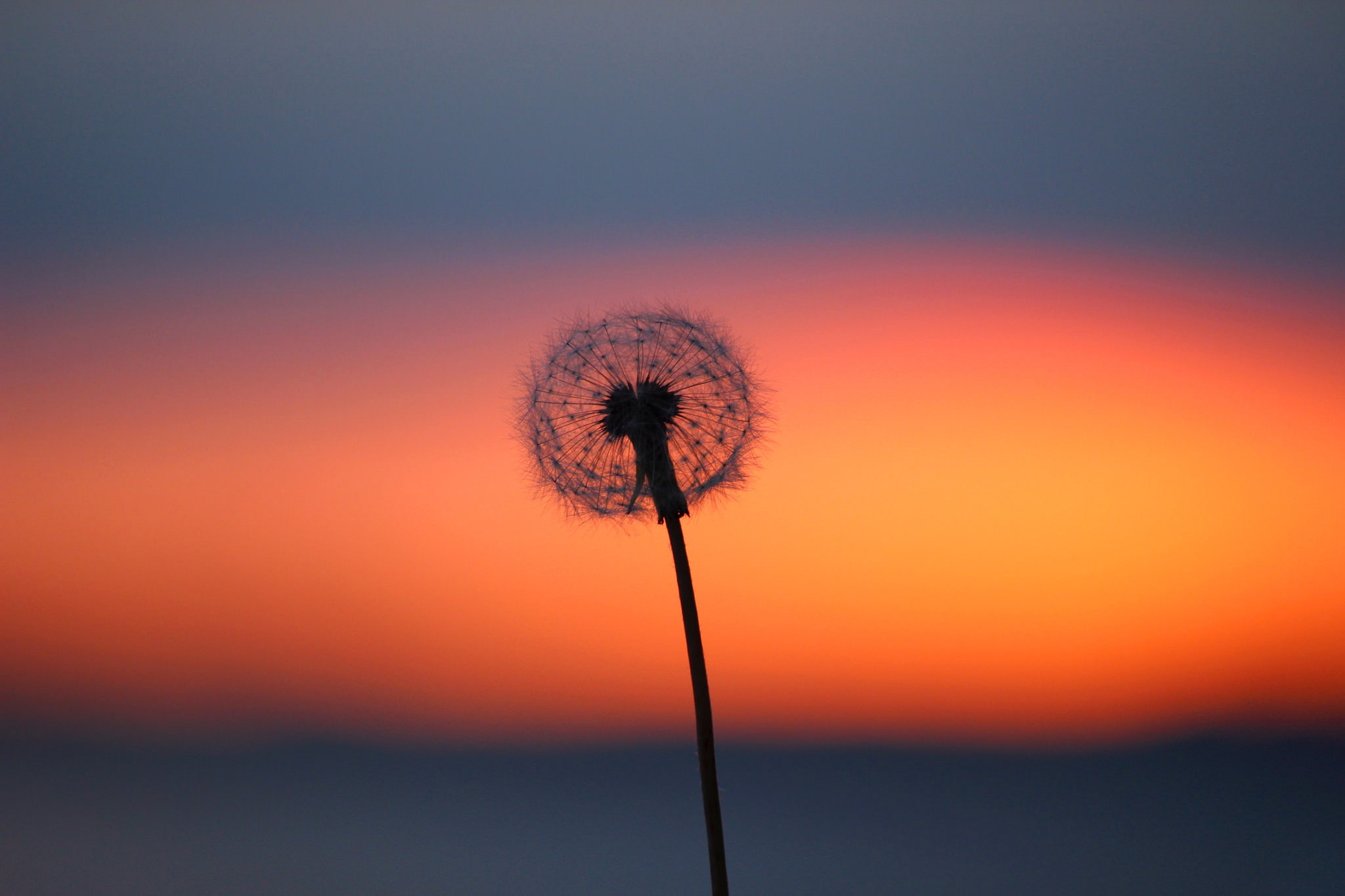 macro, dandelion, plants, 1080P, HD Wallpaper