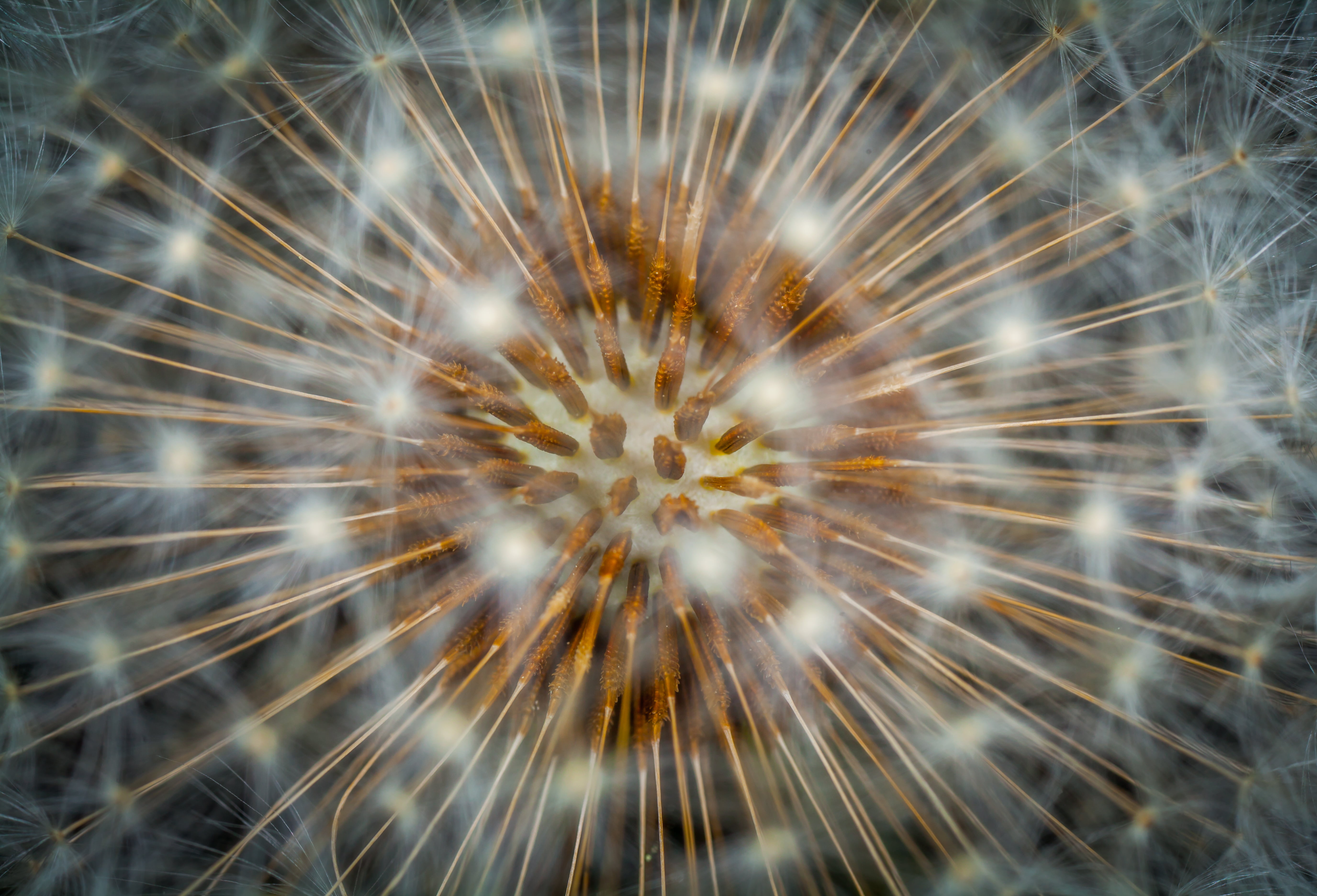 growth, softness, motion, exploding, illuminated, full frame, nature, sky, firework display, plant, arts culture and entertainment, backgrounds, flower, HD Wallpaper