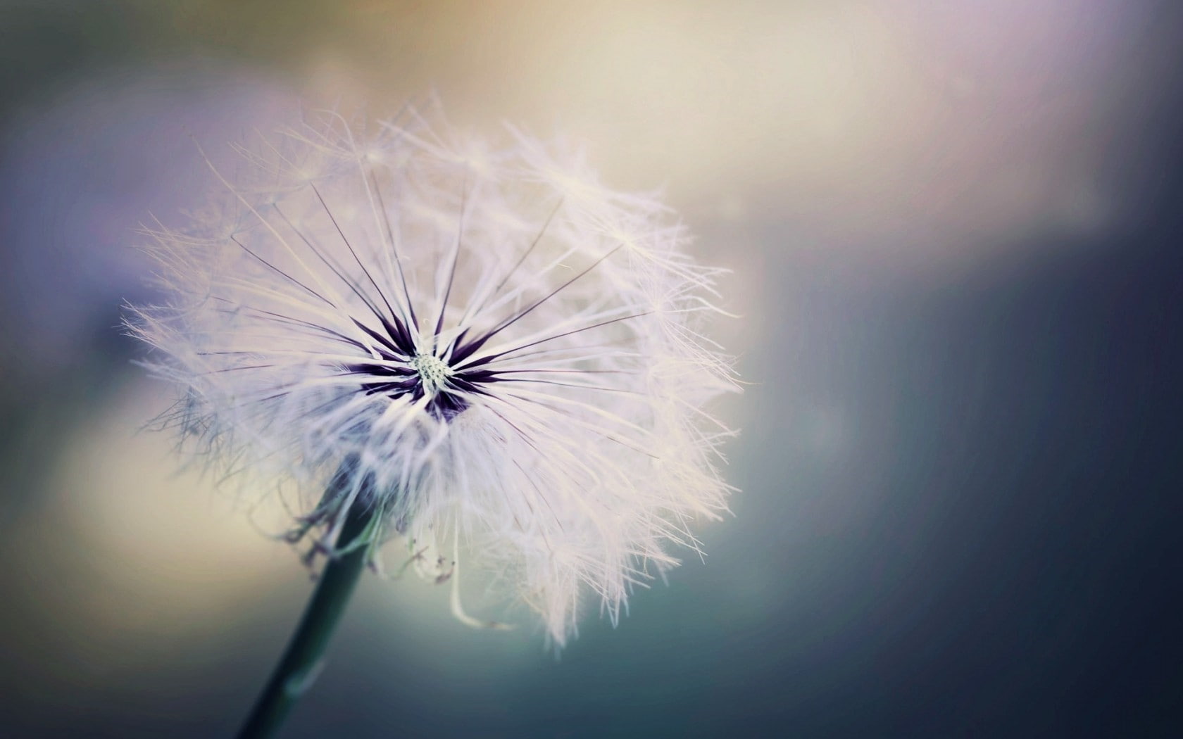 720P, dandelion, macro, plants, HD Wallpaper