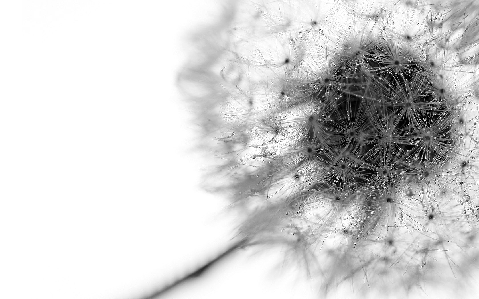 dandelion, hd, bw, 720P, nature, white, HD Wallpaper