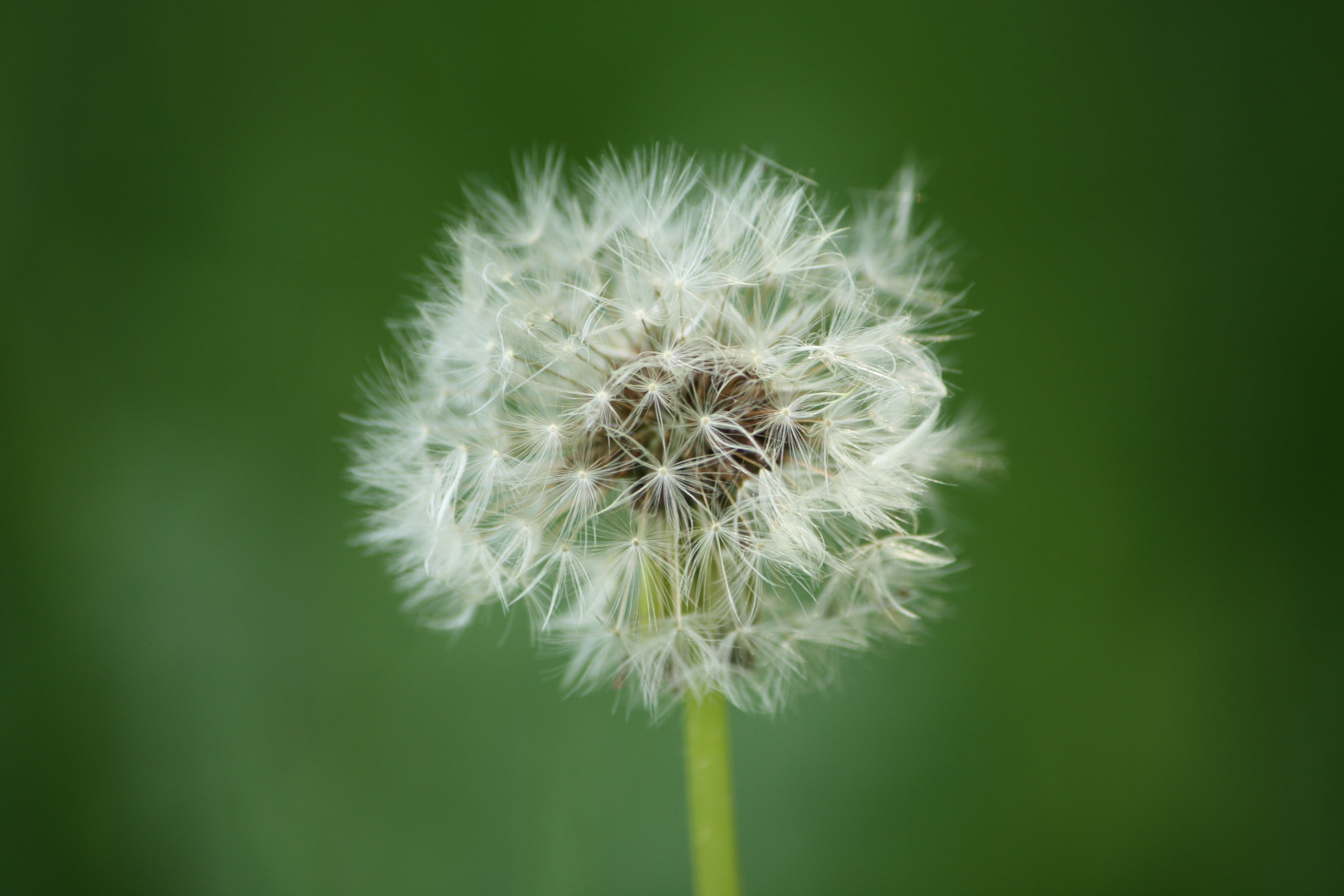 close-up, 4K, inflorescence, green background, dandelion seed, flowering plant, flower, green, vulnerability, softness, plant, freshness, fragility, no people, HD Wallpaper