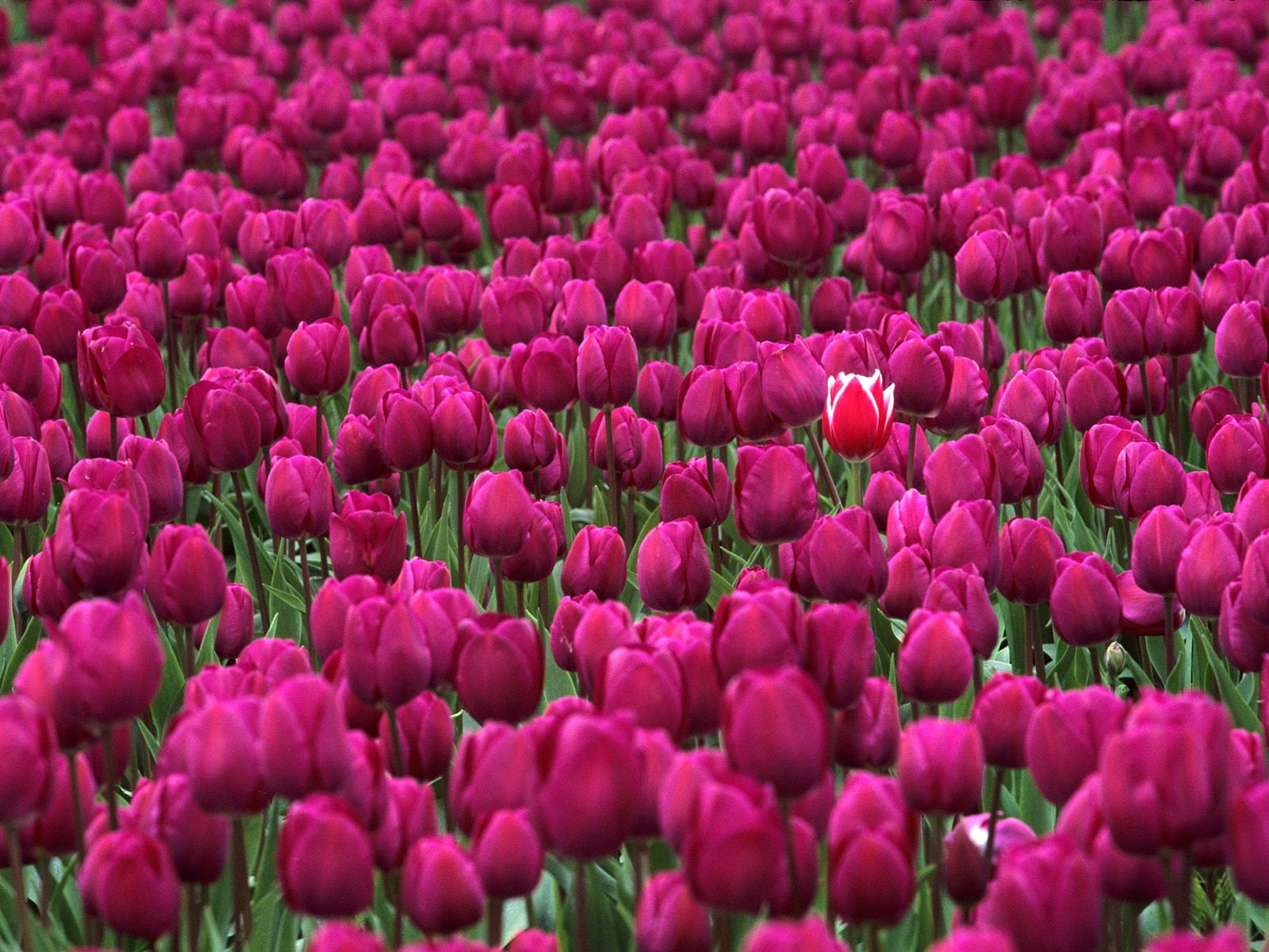 million, festival, skagit, one, tulip, valley, washington, 720P, HD Wallpaper