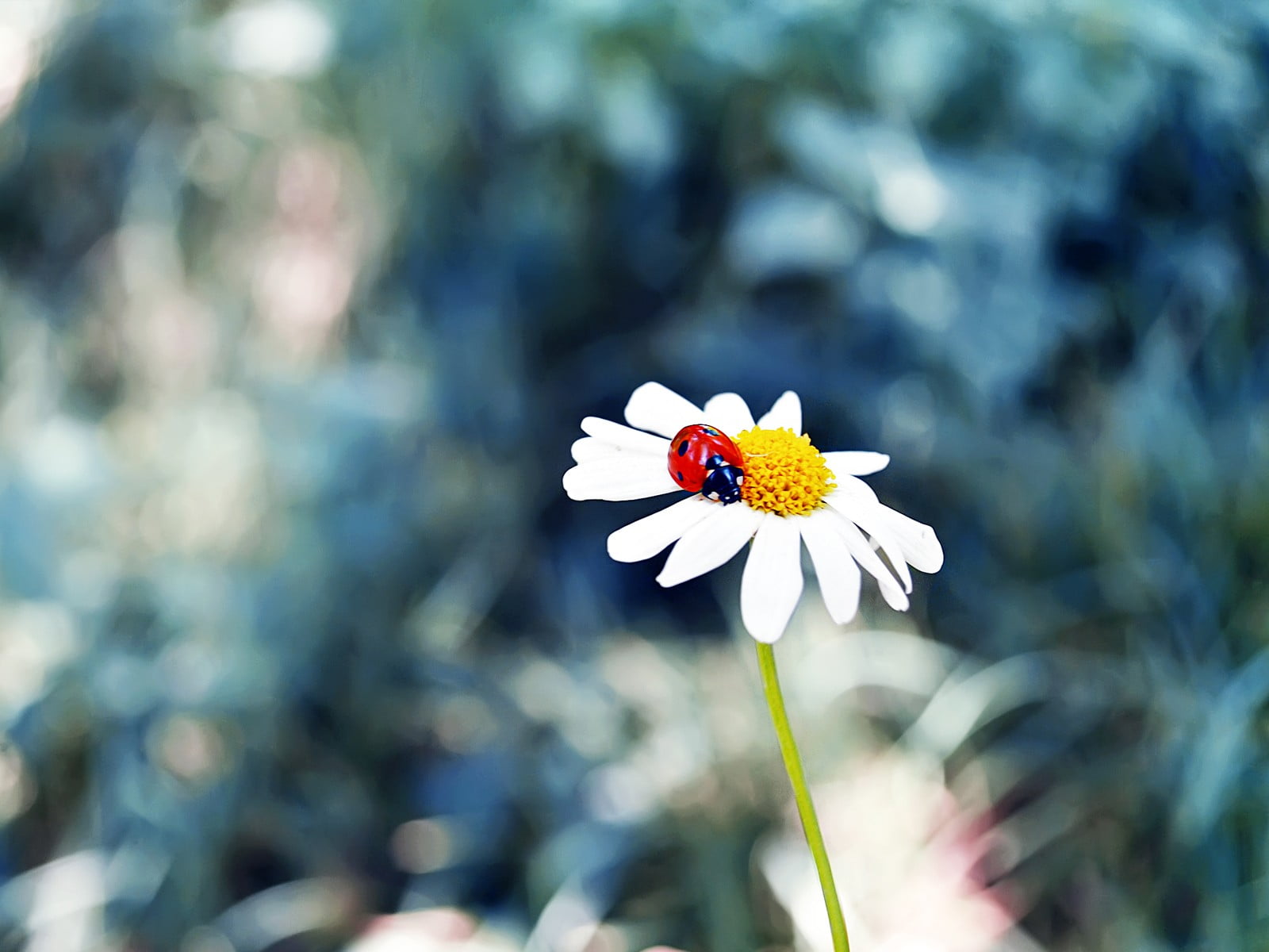 beauty in nature, grass, yellow, growth, animal wildlife, 720P, flower head, plant, invertebrate, vulnerability, freshness, inflorescence, ladybugs, fragility, HD Wallpaper