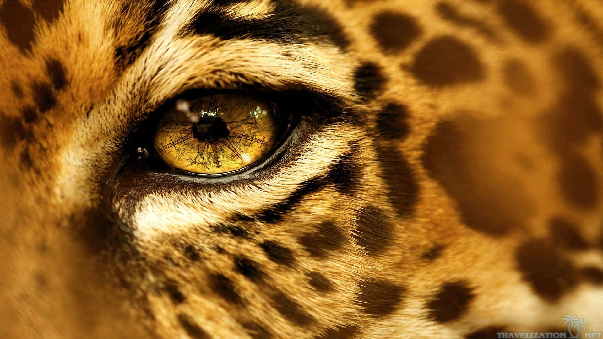 eyes, animals, jaguars, 1080P, HD Wallpaper