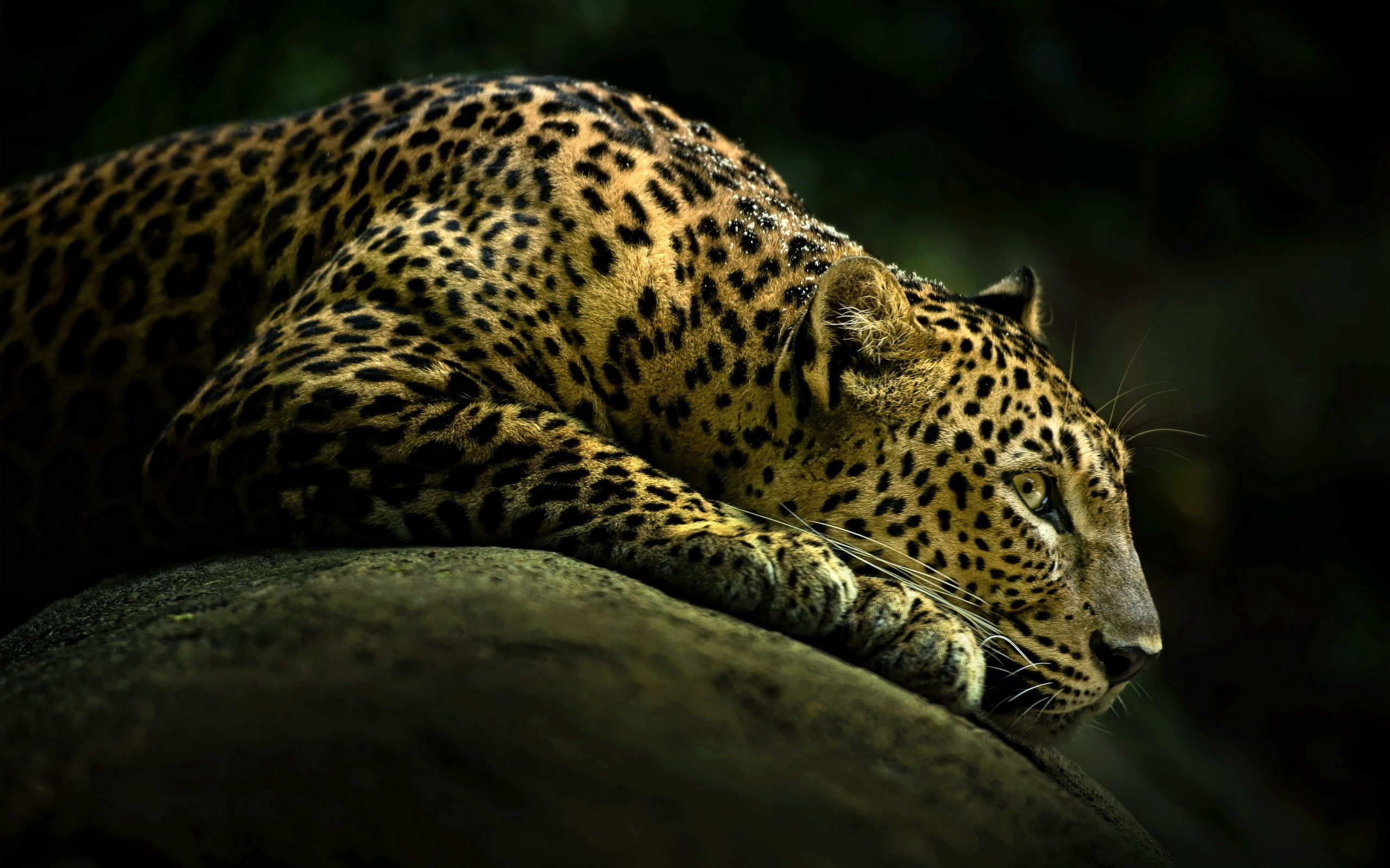 2K, animals, jaguars, HD Wallpaper