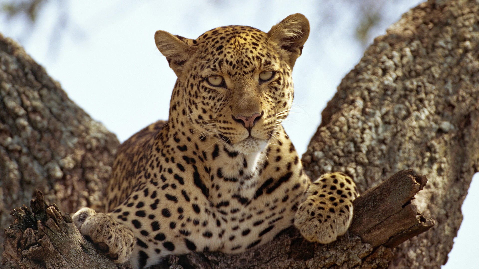 jaguars, animals, 1080P, HD Wallpaper