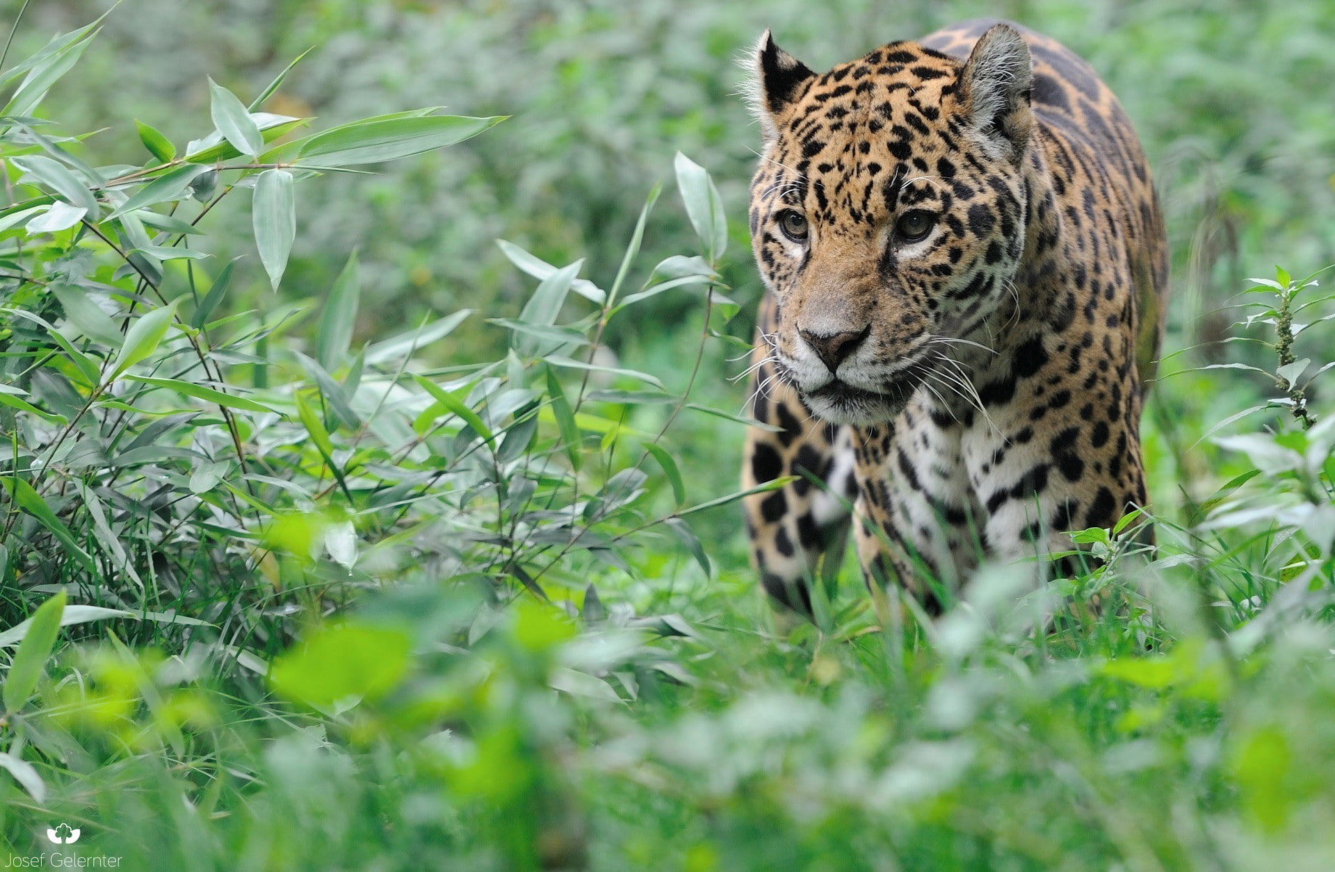1080P, perhaps, wild, predator, cat, wild cat, jaguar, thickets, walk, HD Wallpaper