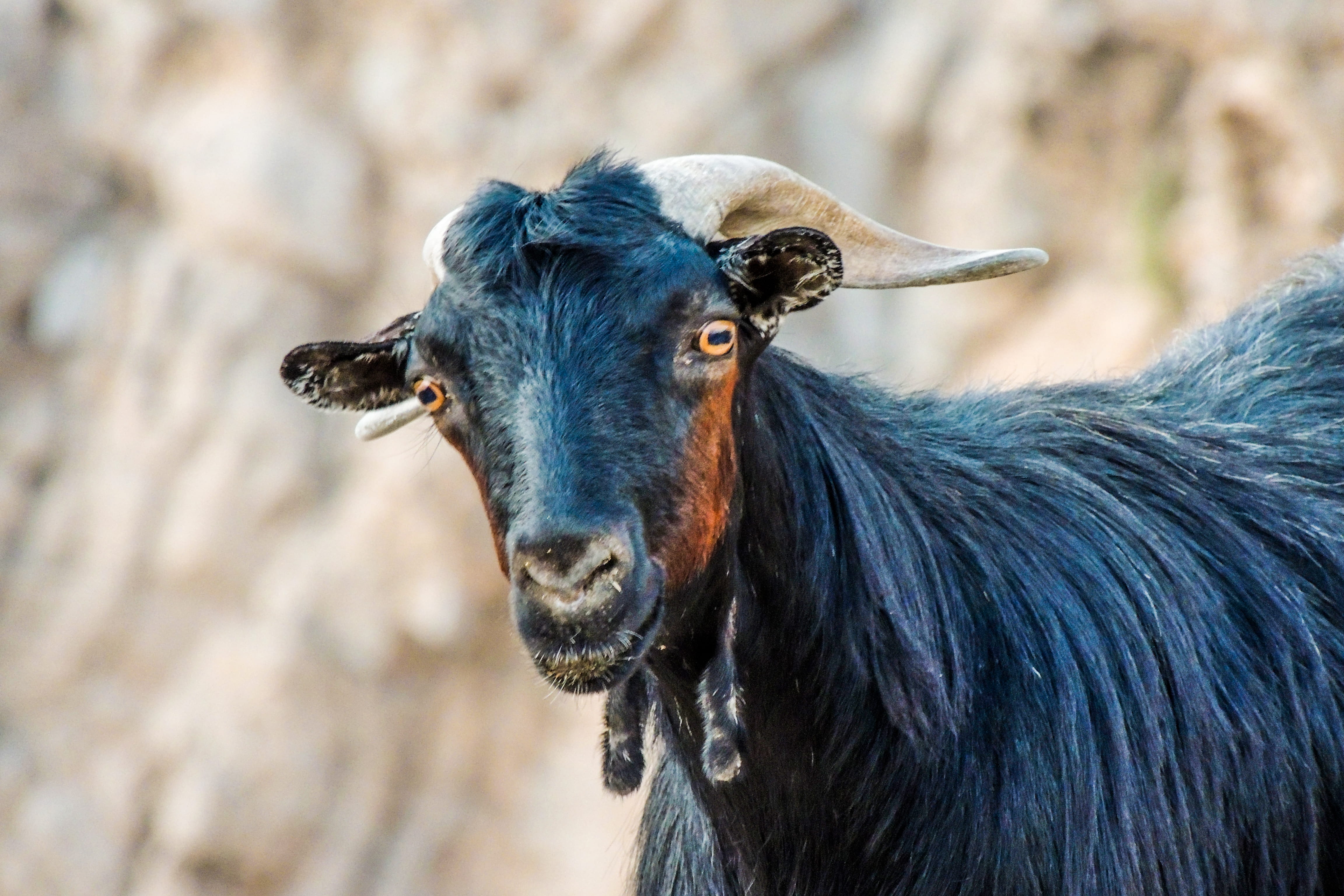 4K, one animal, profile view, focus on foreground, goat, no people, animal, animal head, herbivorous, close-up, animal themes, united arab emirates, domestic, HD Wallpaper