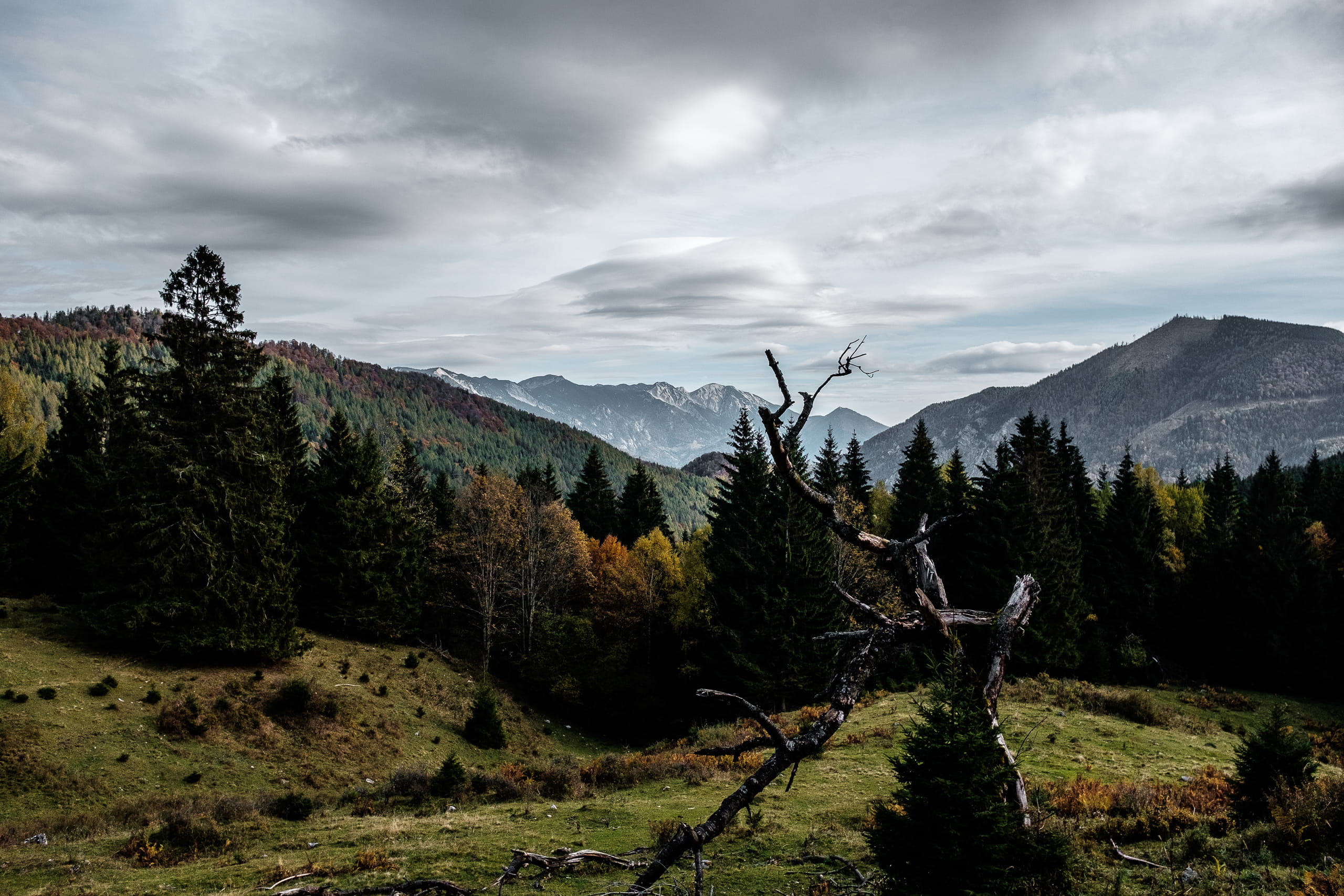 growth, land, environment, beauty in nature, mountain range, idyllic, tranquil scene, coniferous tree, no people, trees, day, nature, tranquility, sky, HD Wallpaper
