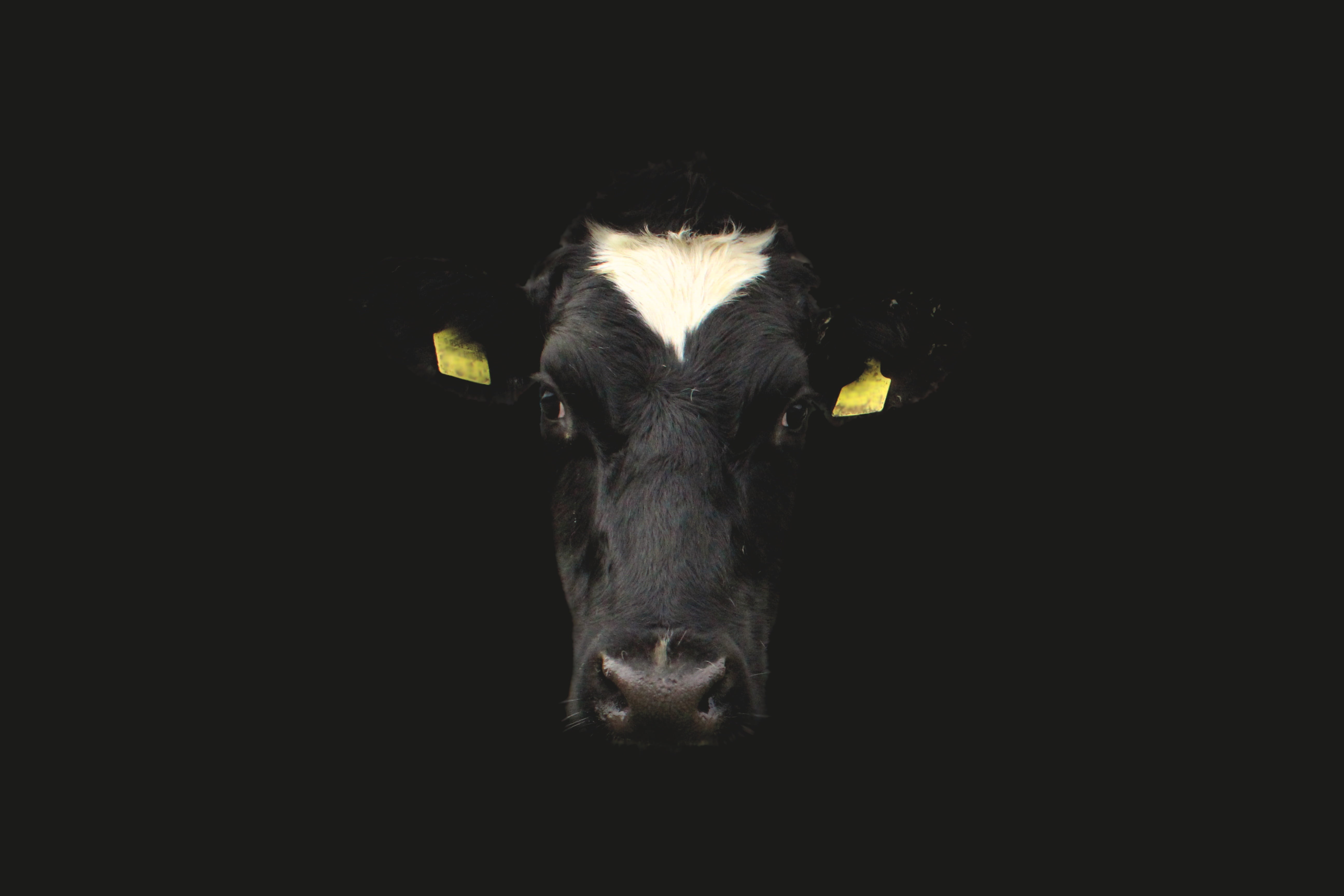 pets, agriculture, animal themes, vertebrate, looking at camera, head, farm, dark, cow portrait, 5K, cattle, domestic animals, beef, mammal, herbivorous, HD Wallpaper