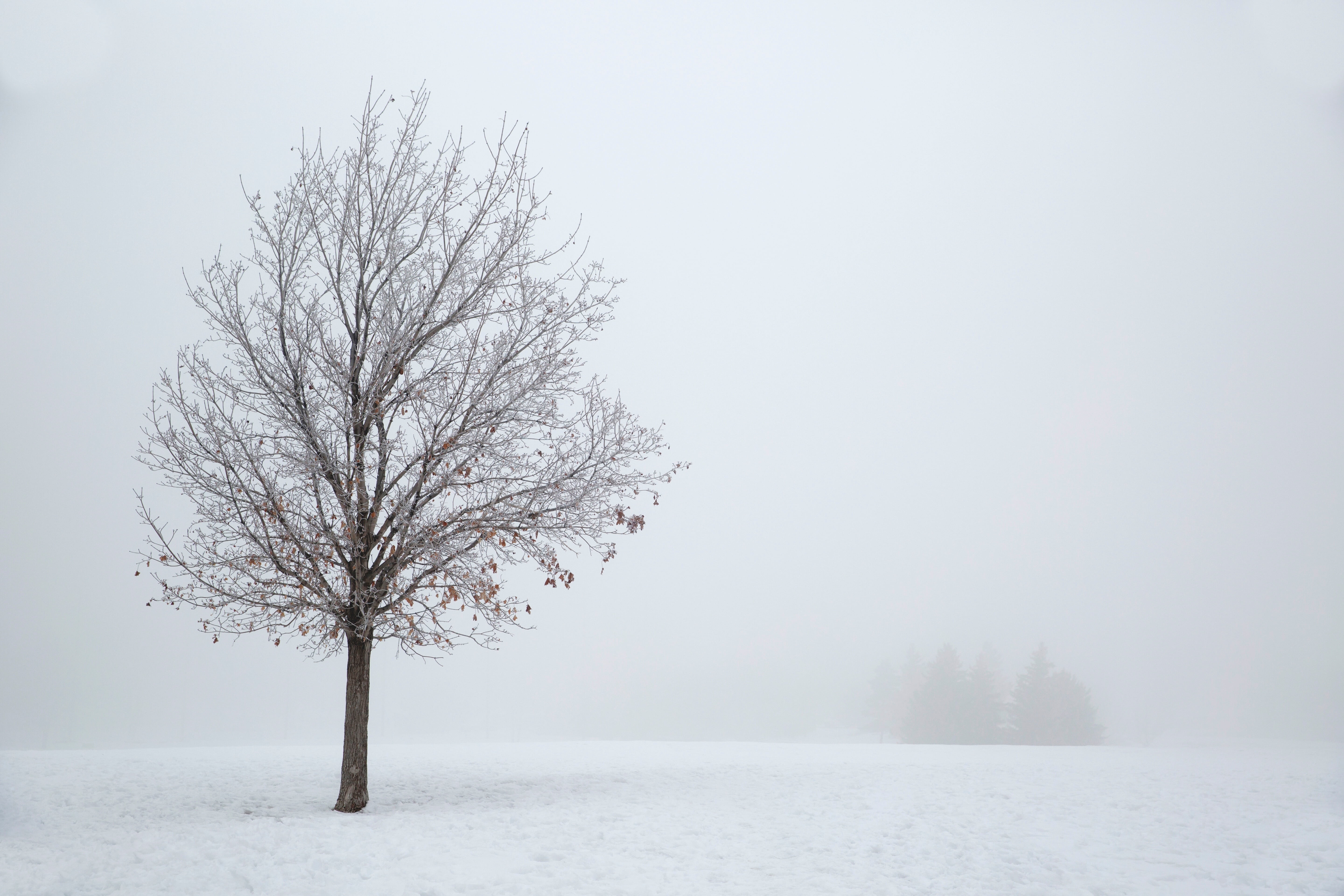 tree, environment, winter, season, bare, day, outdoors, lone, snow, blizzard, landscape, isolated, non-urban scene, 5K, cold, beauty in nature, solitude, HD Wallpaper