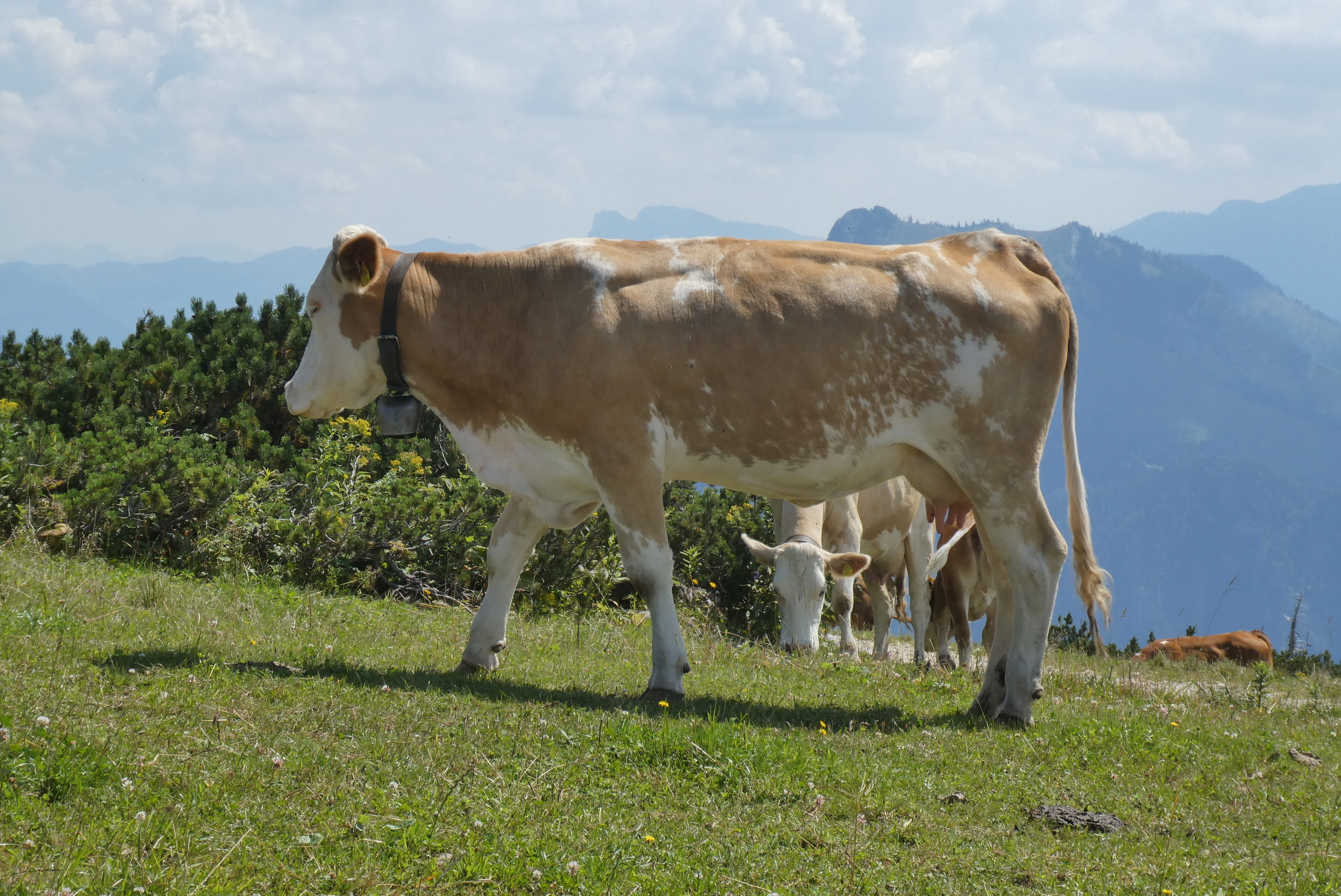 environment, field, outdoors, vertebrate, grass, alpine, grazing, feuerkogel, mountains, domestic animals, summer, alpine meadow, plant, livestock, animal, HD Wallpaper