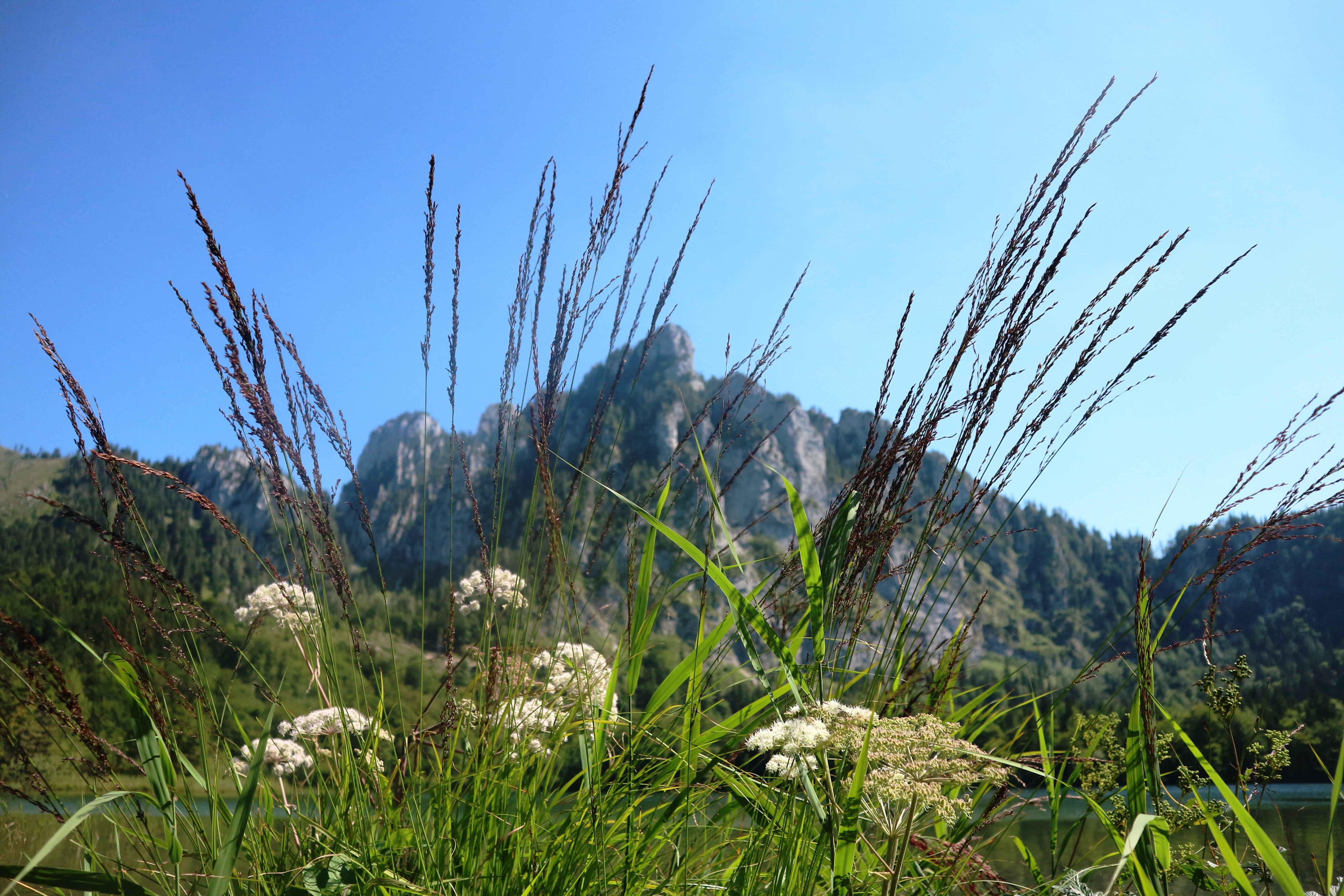 field, austria, mountains, heaven, focus on foreground, tranquil scene, no people, plant, nature, plumes, alps, alpine, scenic, scenics - nature, day, grass, HD Wallpaper