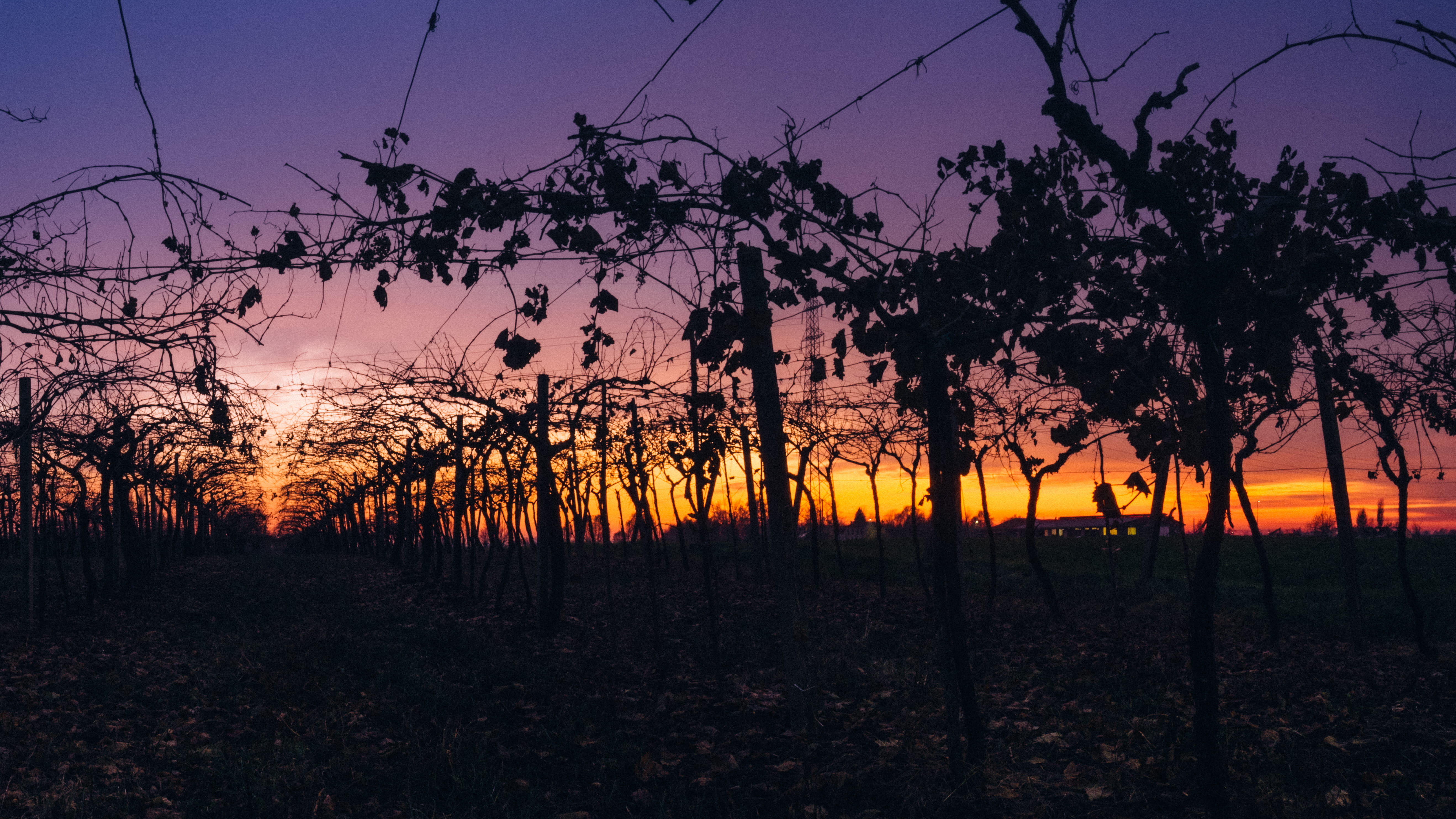 countryside, arcole, violet, country, beauty in nature, growth, environment, wine, tranquil scene, outdoors, 5K, scenics - nature, tranquility, nature, HD Wallpaper