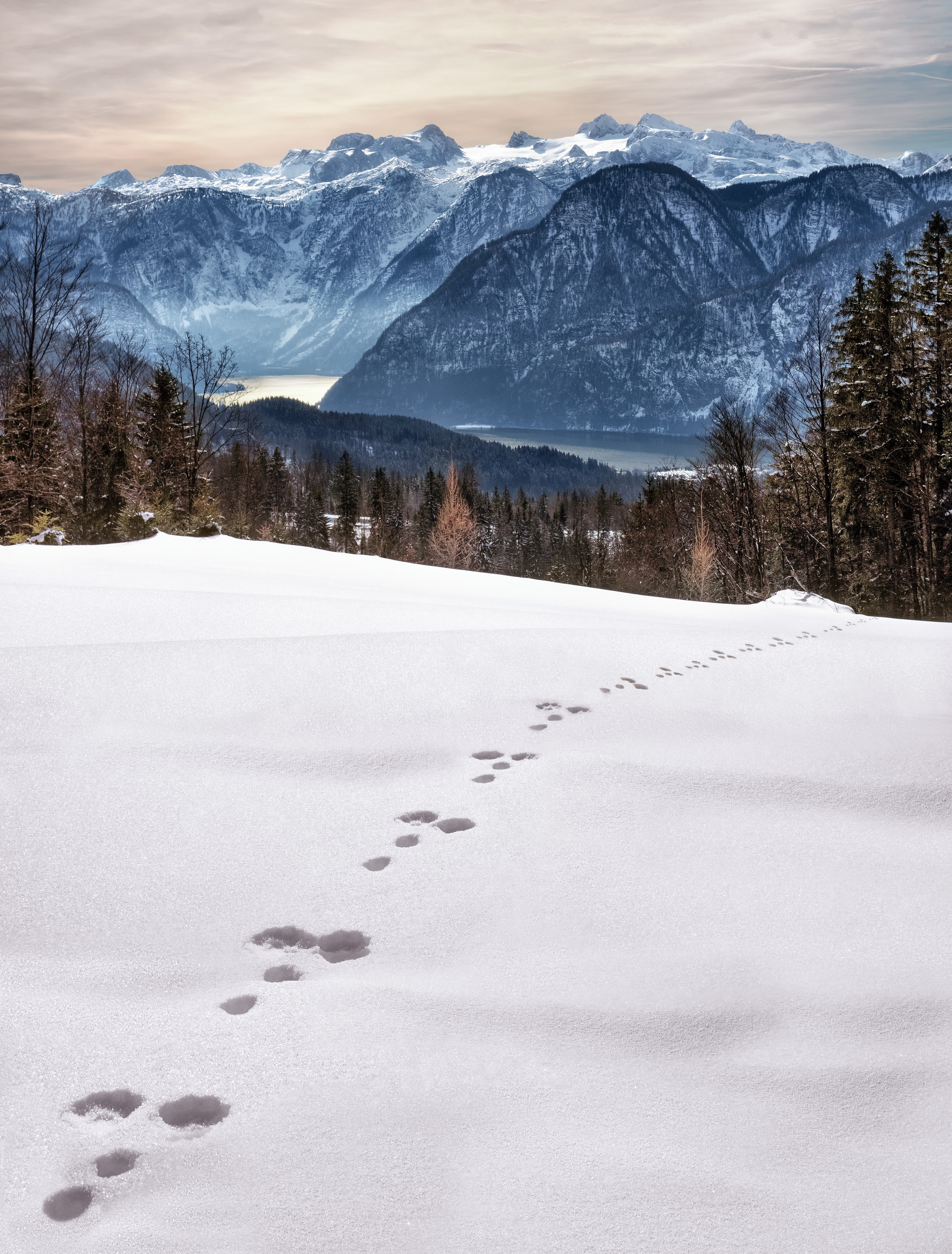 snowcapped mountain, austria, environment, tranquility, plant, salzkammergut, tranquil scene, hare track, covering, wintry, alpine, winter magic, cold, Phone HD Wallpaper