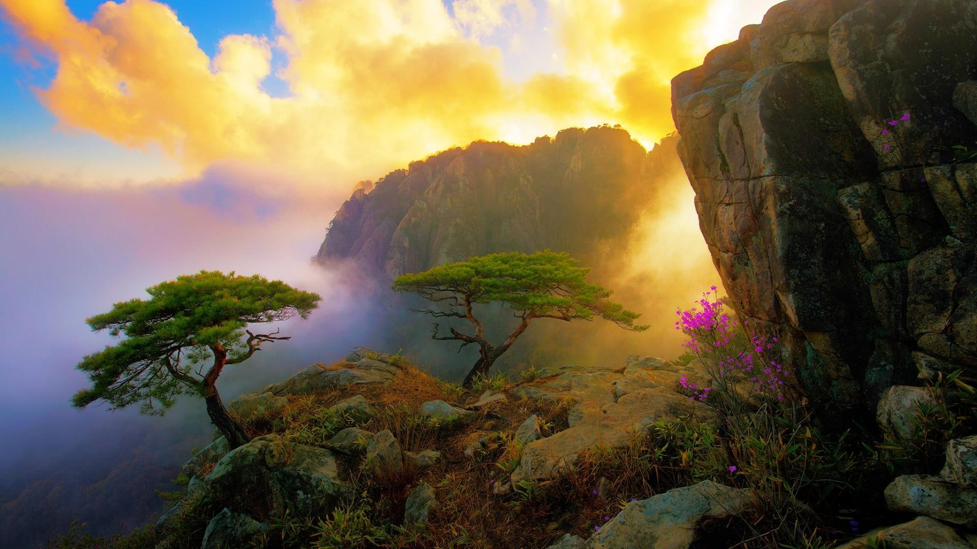 tree, life, cloudy, stone, rocks, clouds, 1080P, stones, trees, HD Wallpaper