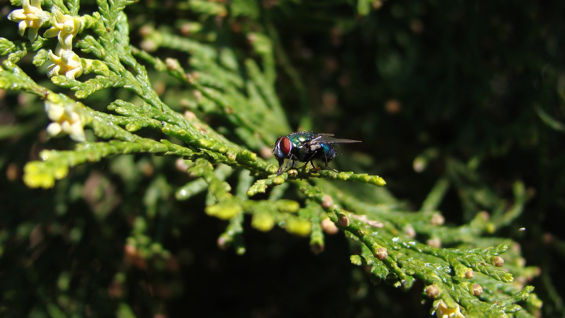nature, animal themes, selective focus, 1080P, close-up, animal wildlife, growth, one animal, invertebrate, day, animal wing, Fly, plant, green color, HD Wallpaper