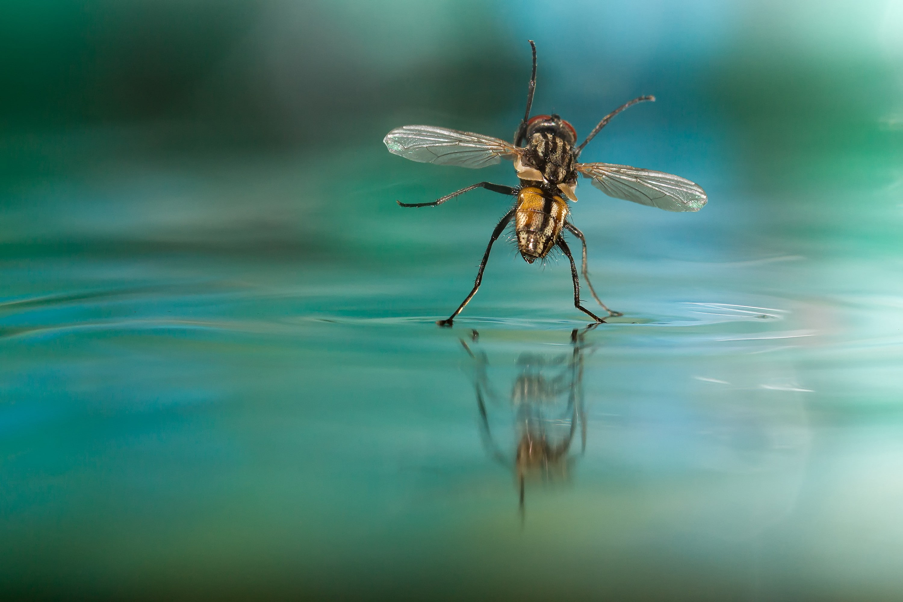 waterfront, lake, invertebrate, close-up, animal wing, Fly, water, animal eye, animal body part, outdoors, reflection, animal wildlife, nature, animal themes, HD Wallpaper