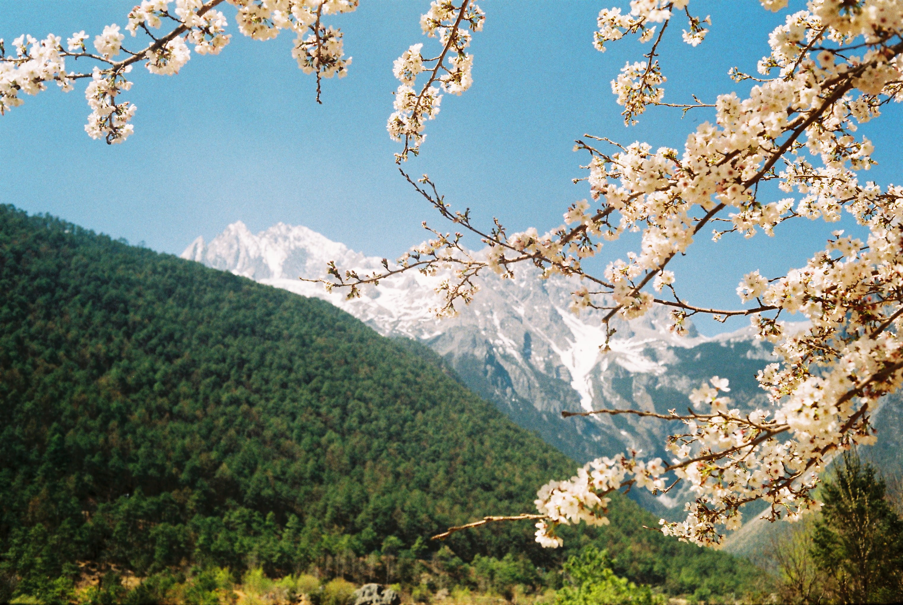 growth, spring, fragility, scenics - nature, flowering plant, 2K, tree, springtime, nature, cherry blossom, china, mountain, environment, cherry tree, HD Wallpaper